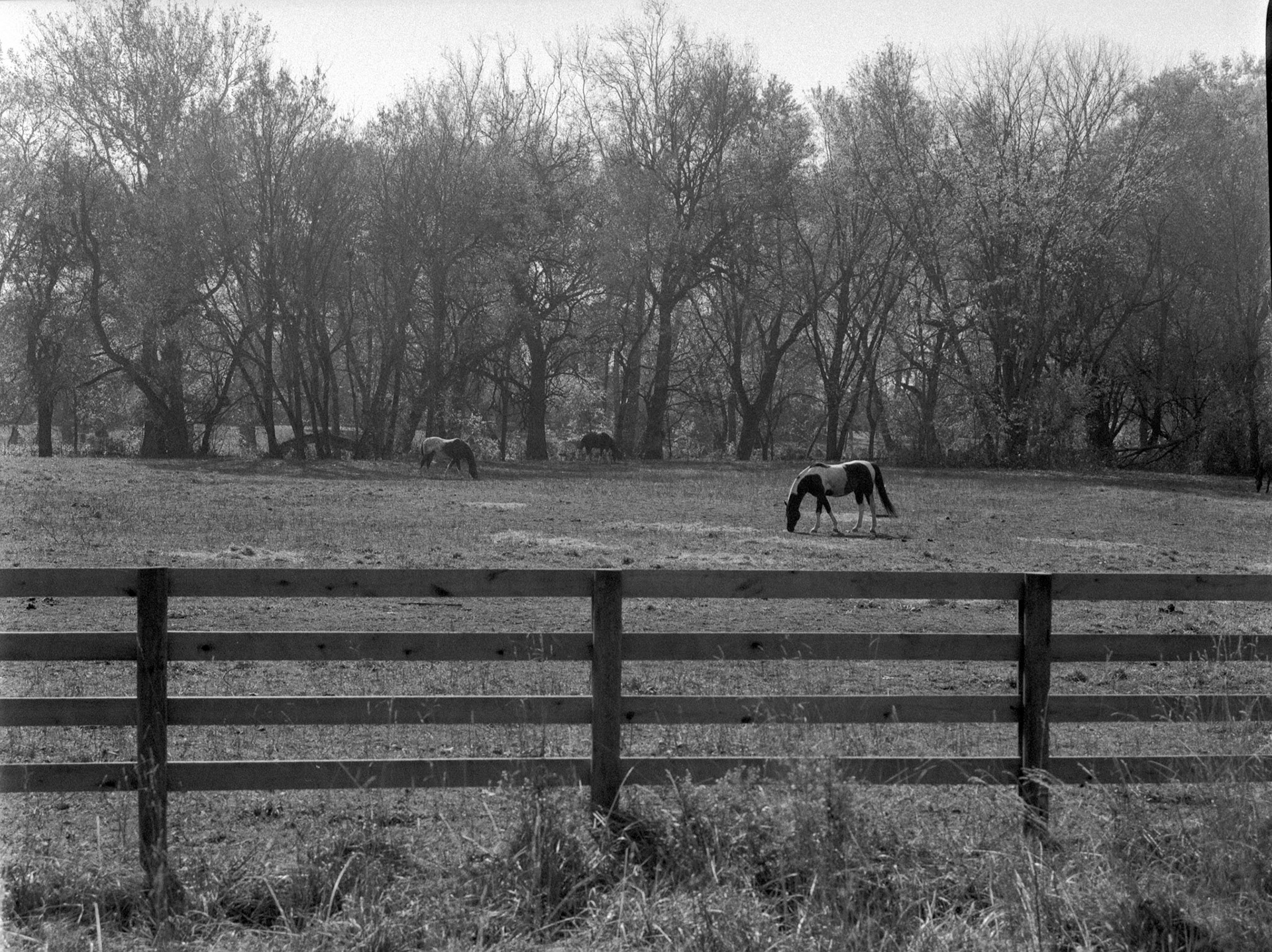Ilford HP5