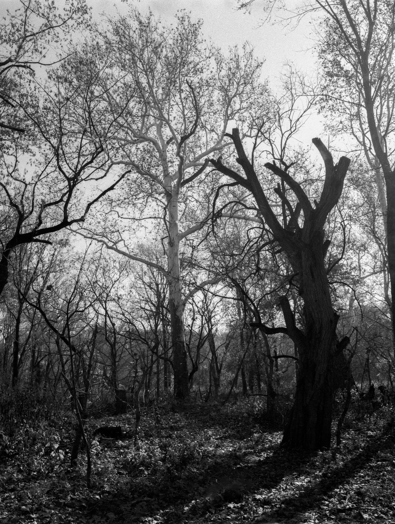 Ilford HP5