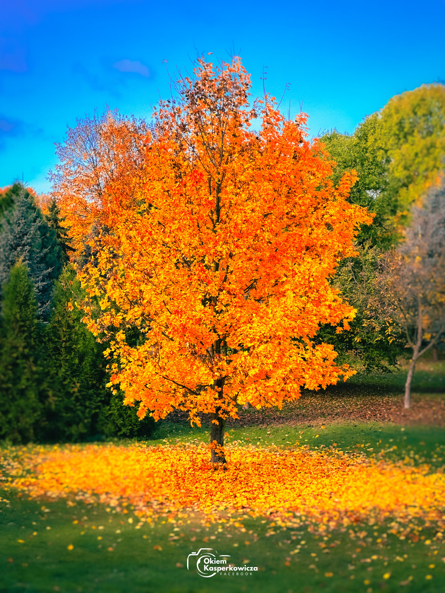 złota polska jesien
