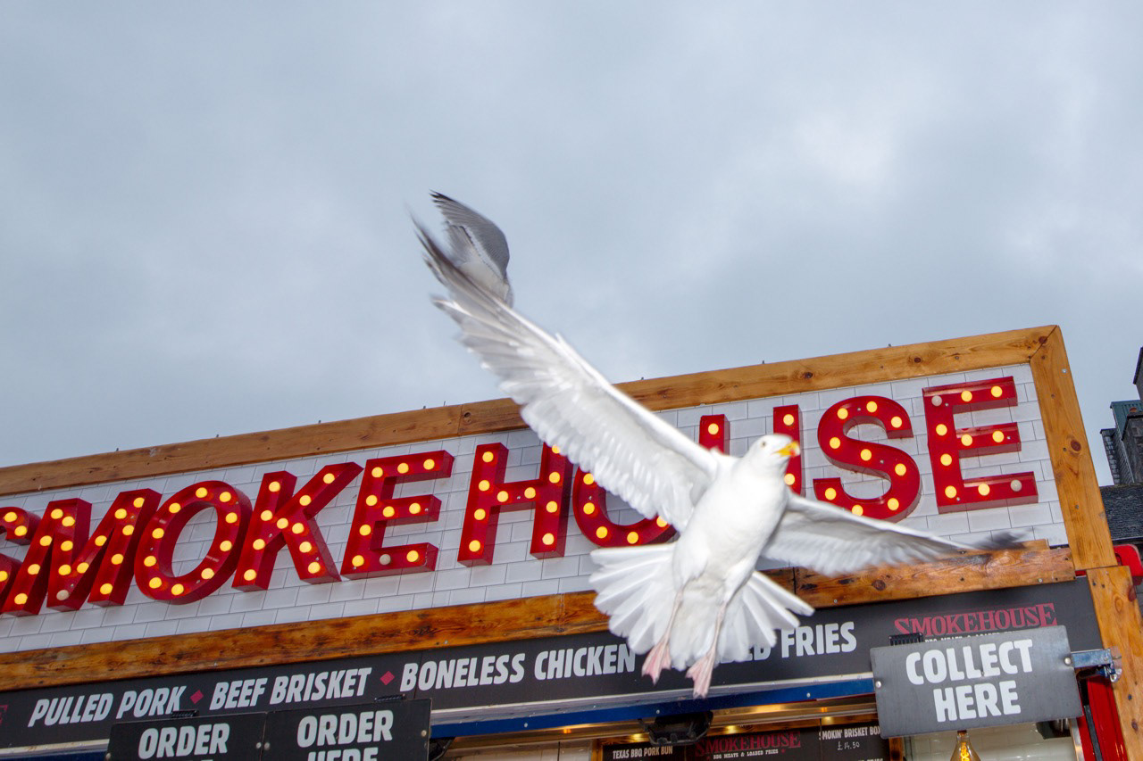 One of aberdeens notorious seagulls swooping through, bold, loud, and absolutely convinced that your lunch is theirs