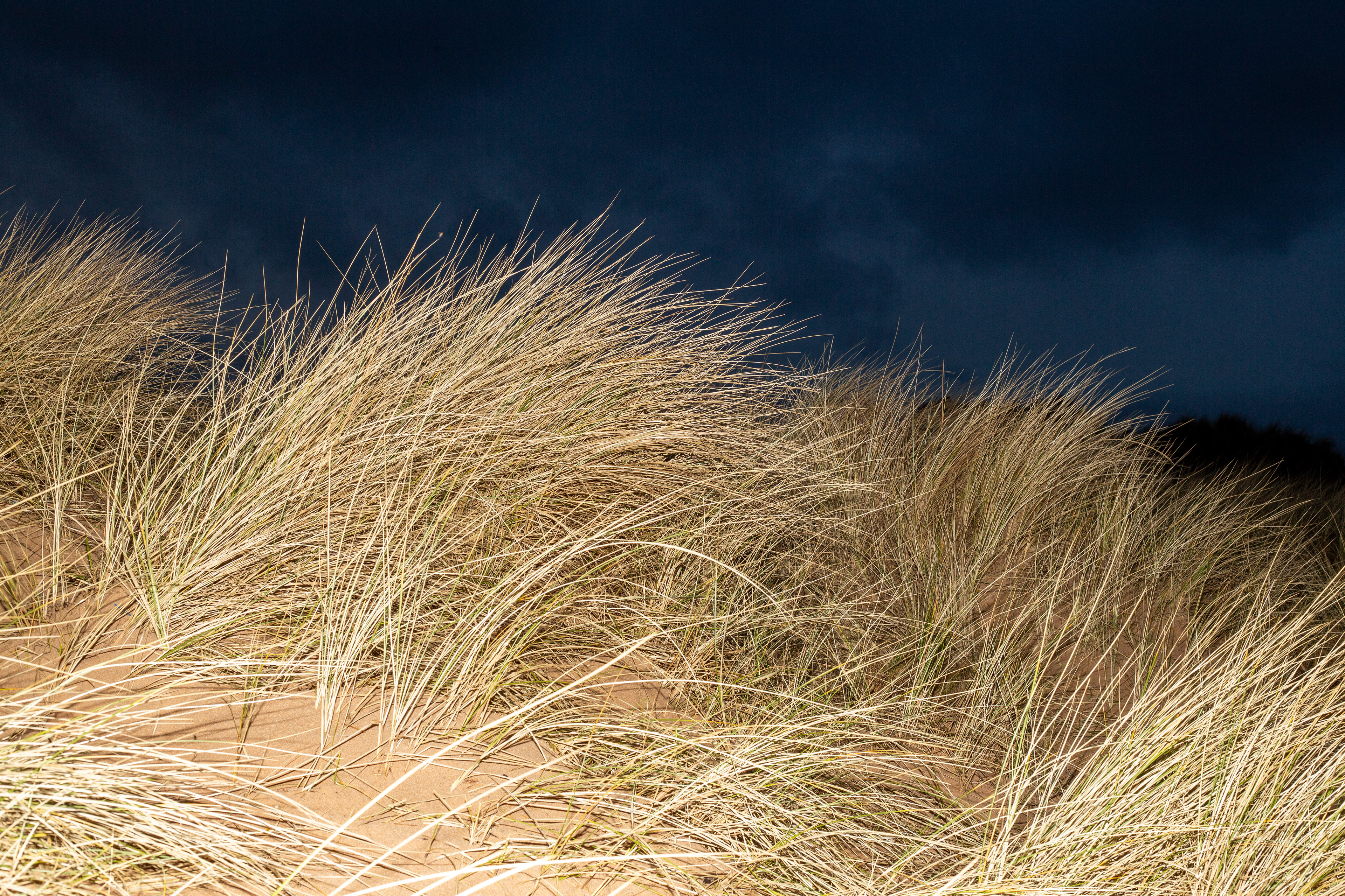 Saw grass waving in wind