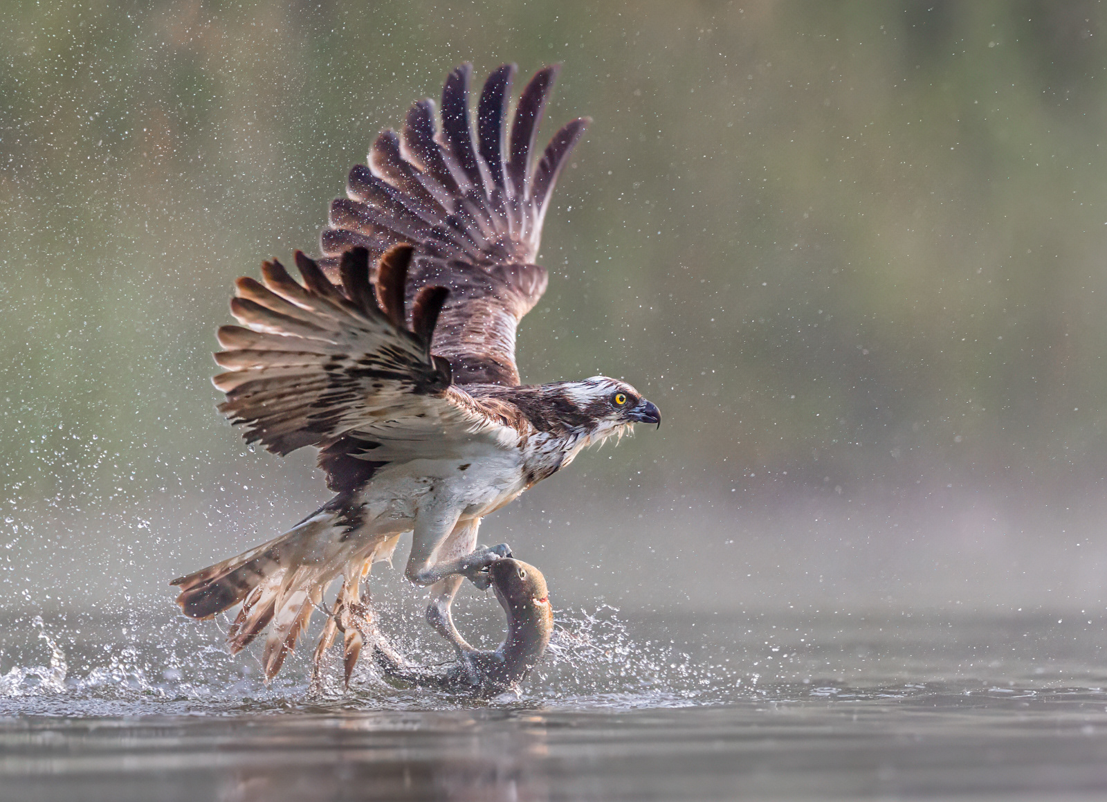 Osprey In The Mist