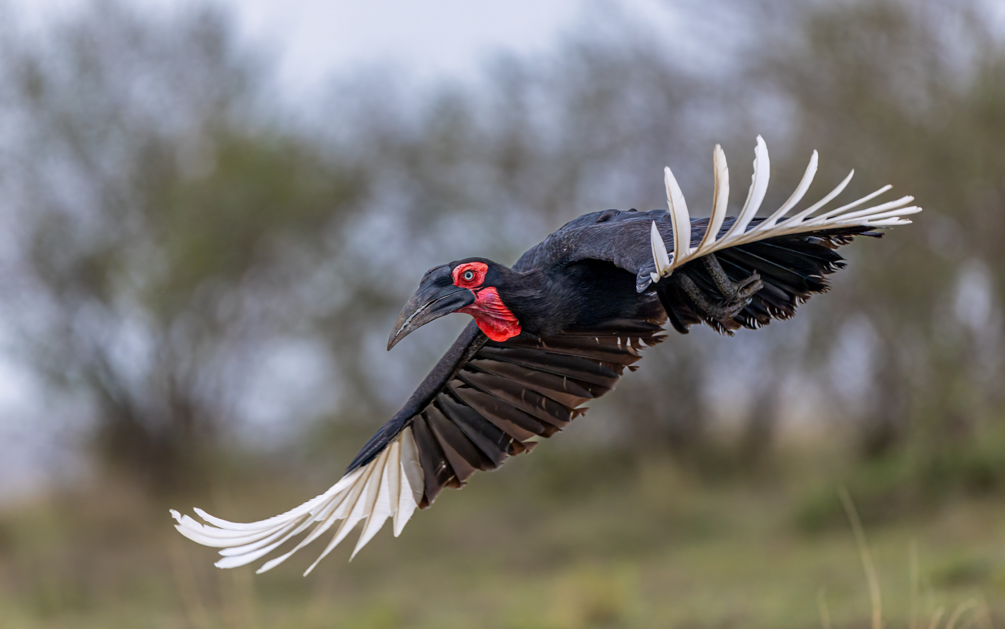 Ground Hornbill