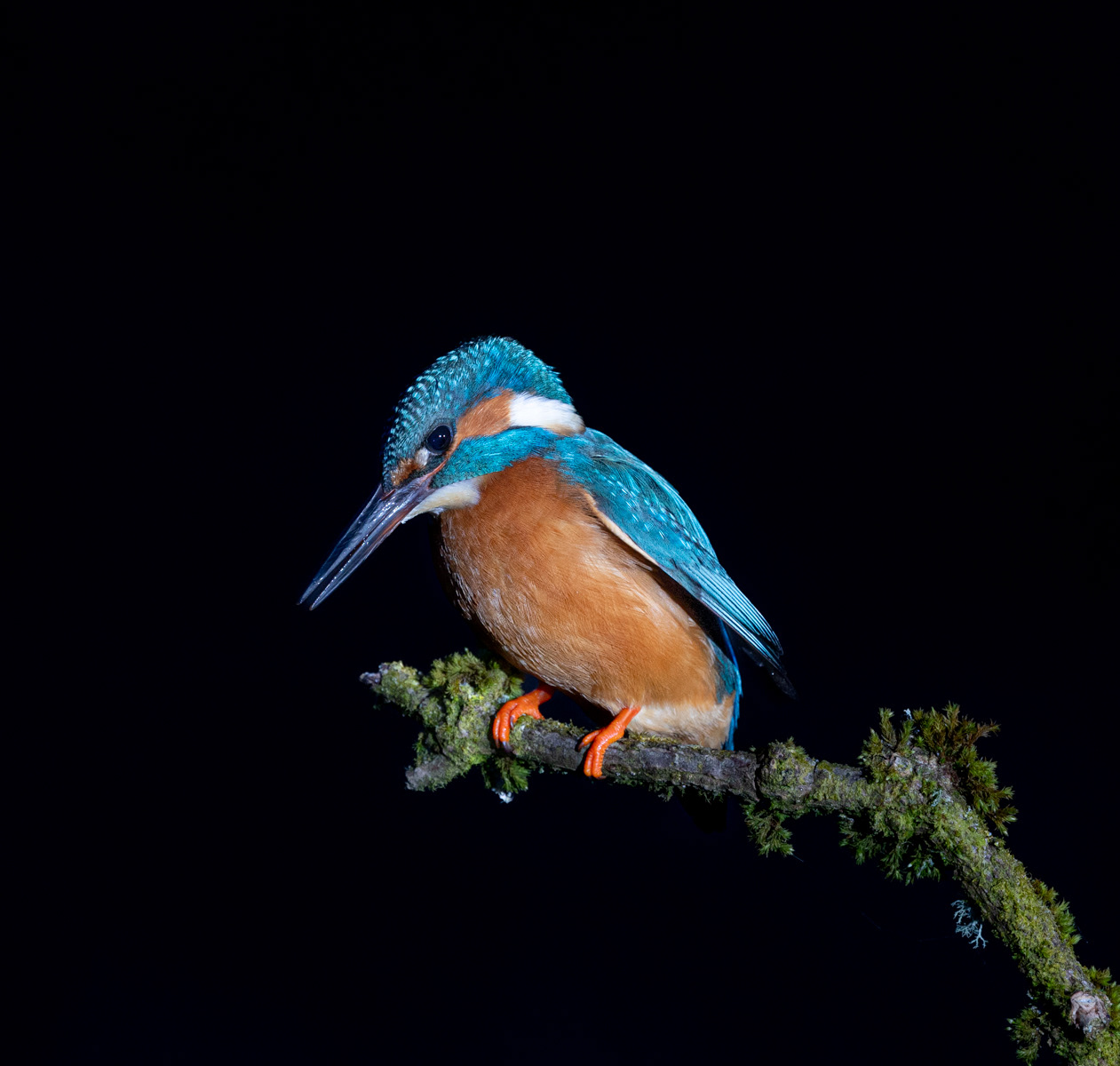 Kingfisher