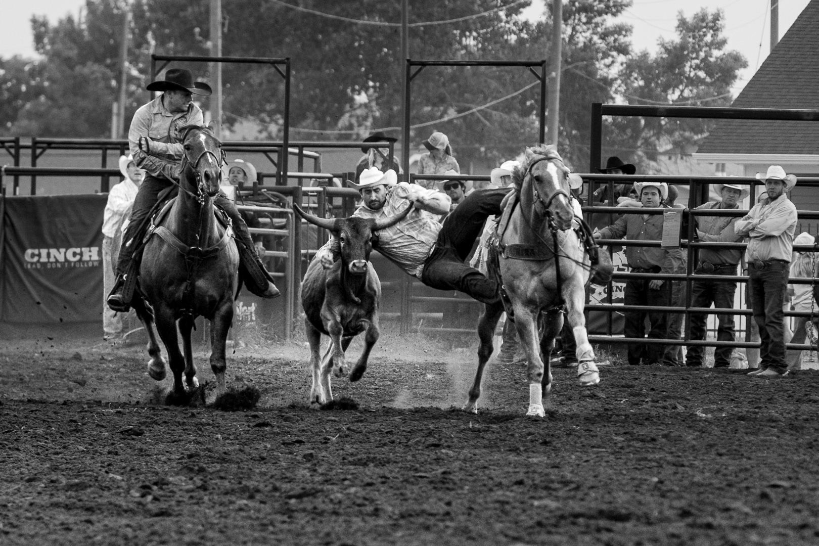 Steer Dive Leap of Faith  **Short Alt Text (Accessibility / HTML)**  A black-and-white action photograph of a cowboy diving sideways off his galloping horse to grab a running steer by the horns during a steer wrestling event at the Stettler Rodeo.  **Detailed Description (For screen readers or photographic context)**  * **Subject:** A steer wrestler caught mid-air between his horse and a running steer during a competition. * **Action:** The cowboy—wearing a white hat, patterned long-sleeved shirt, and dark jeans—leaps off his horse on the right, extending his arms to hook around the horns of a black-and-white steer running directly down the center. On the left, a hazer mounted on a dark horse gallops alongside to keep the steer straight. * **Setting:** Rendered in monochrome black and white. Dirt kicks up from the hooves across the foreground of the arena floor. Metal fence panels, banners (including a Cinch logo), and spectators standing along the rails frame the background.