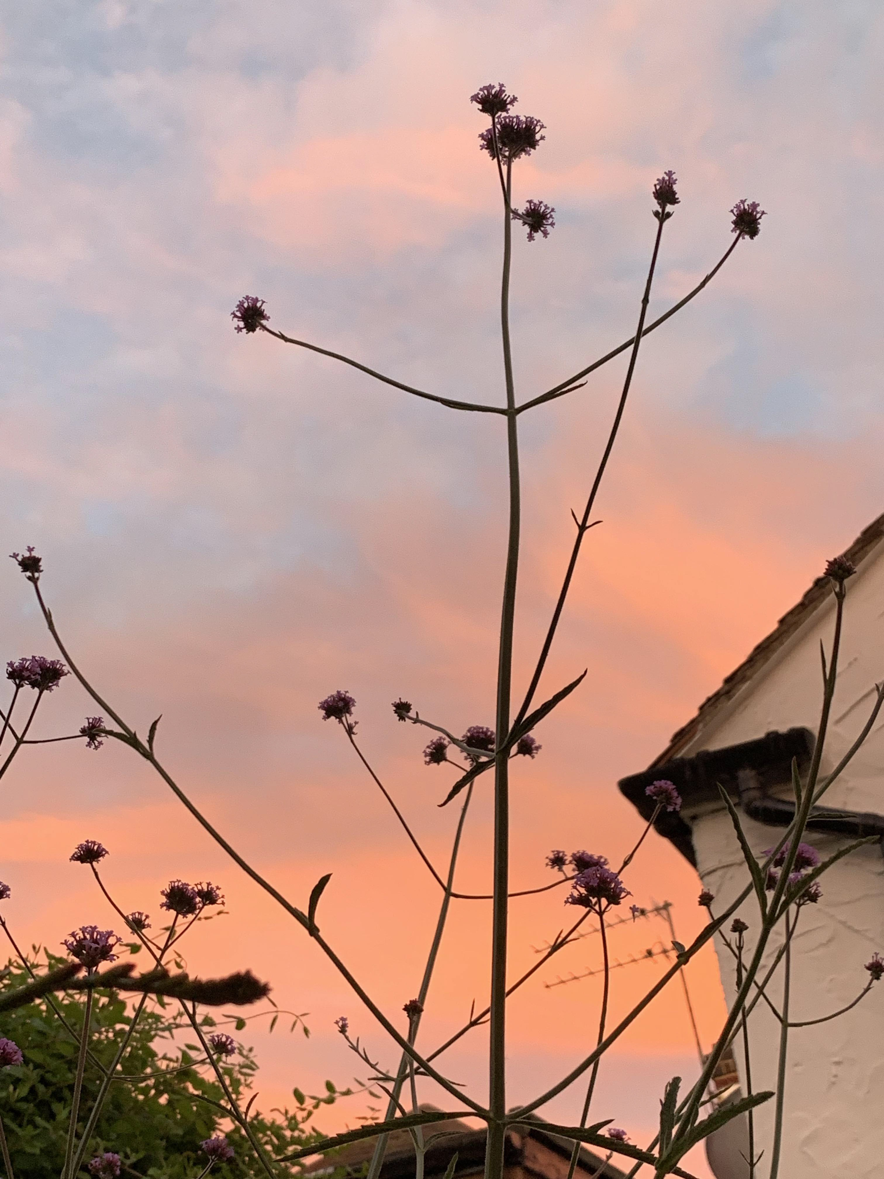 Verbena Sunset
