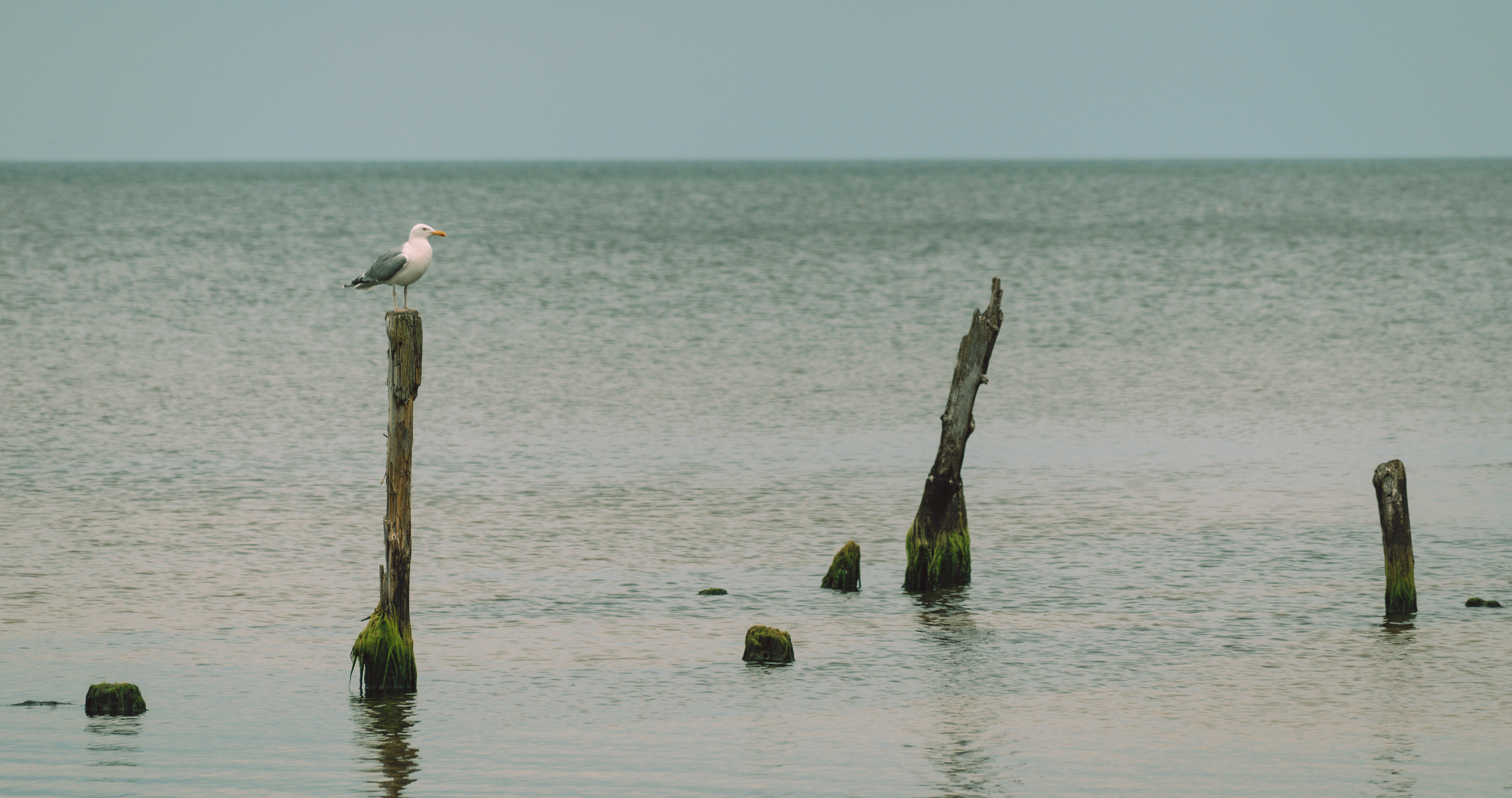 Seagull in the sea on a peace of wood