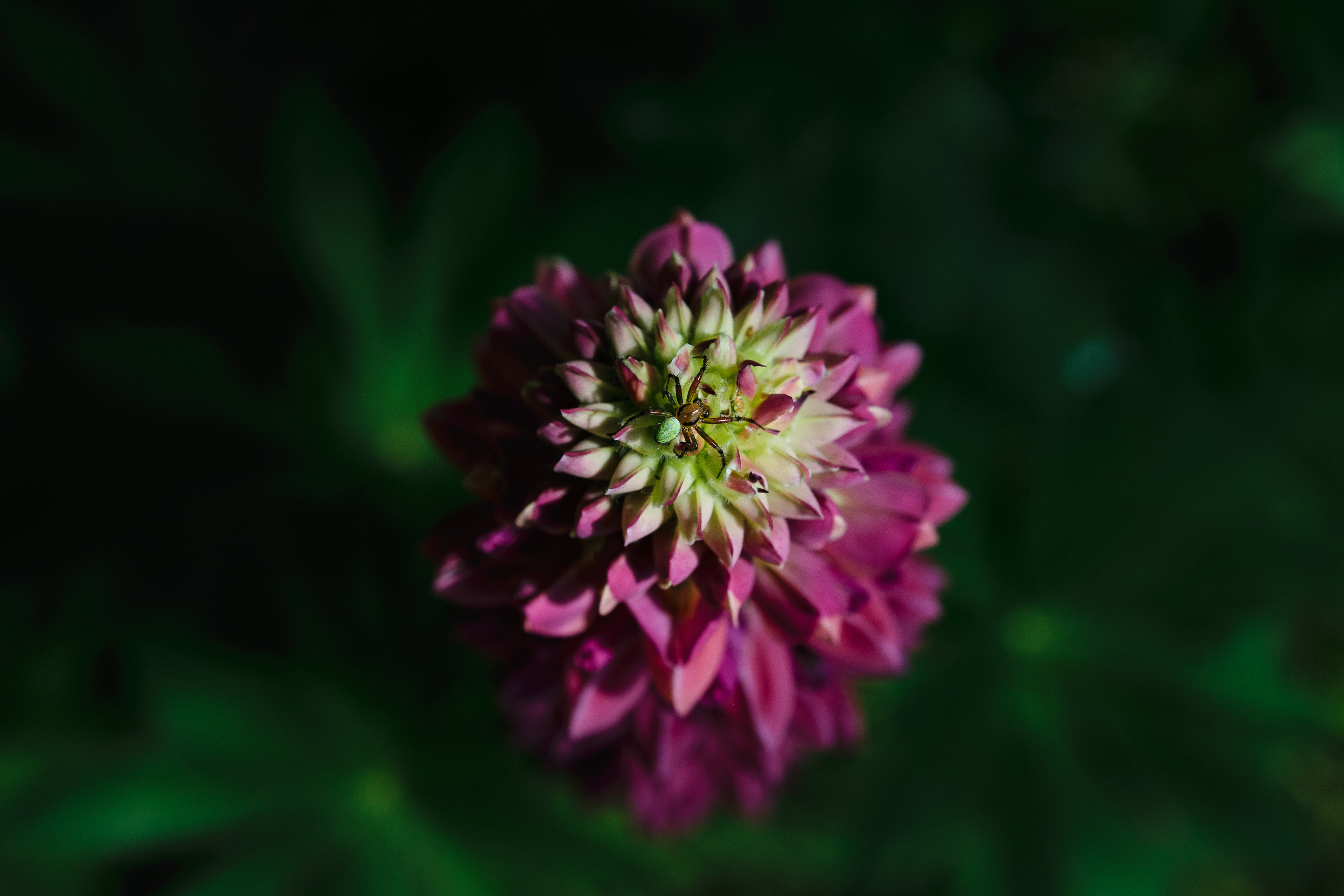 Spider on a flower
