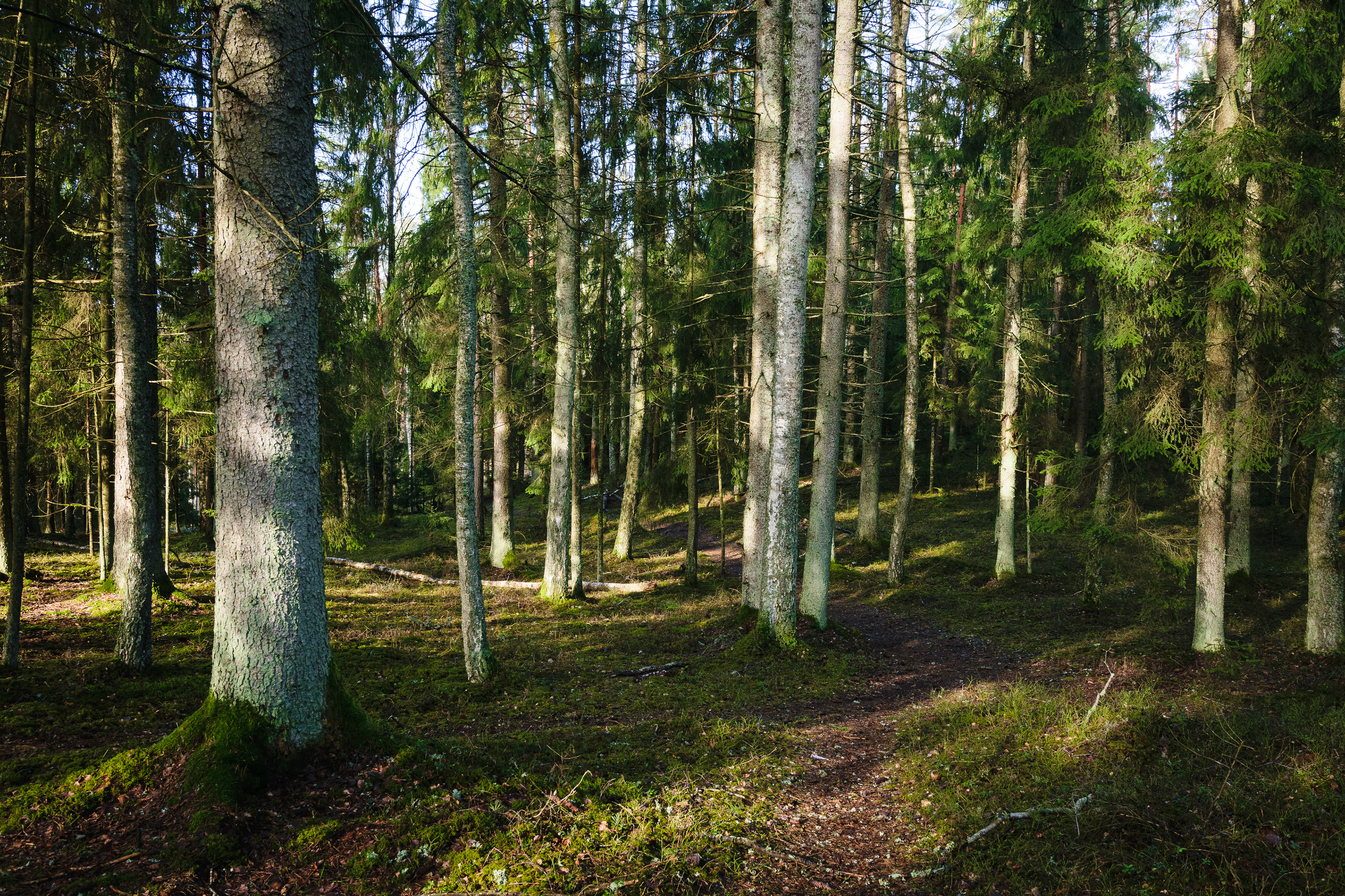 Spruce tree woodland in spring