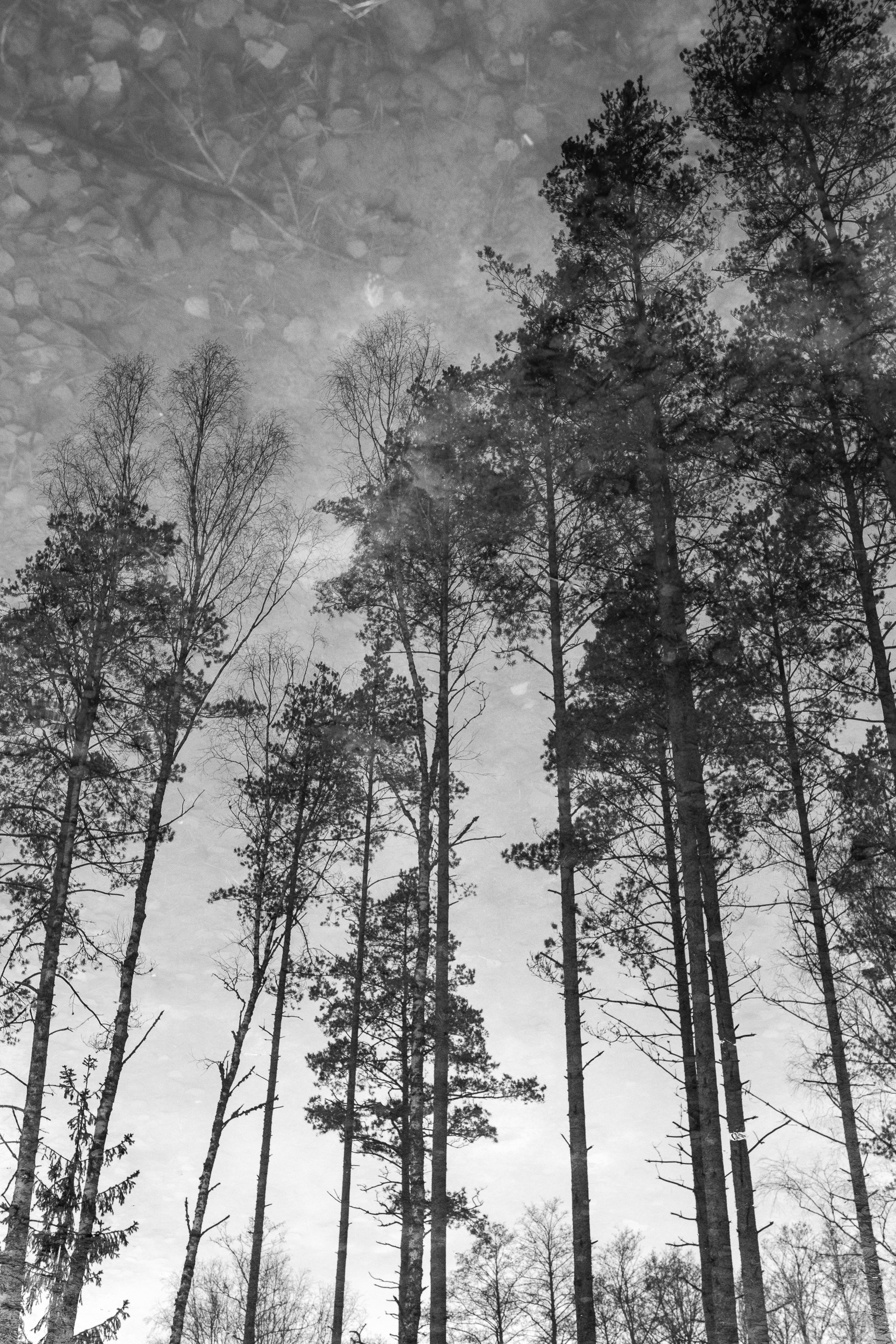 Autumn forest scene black and white