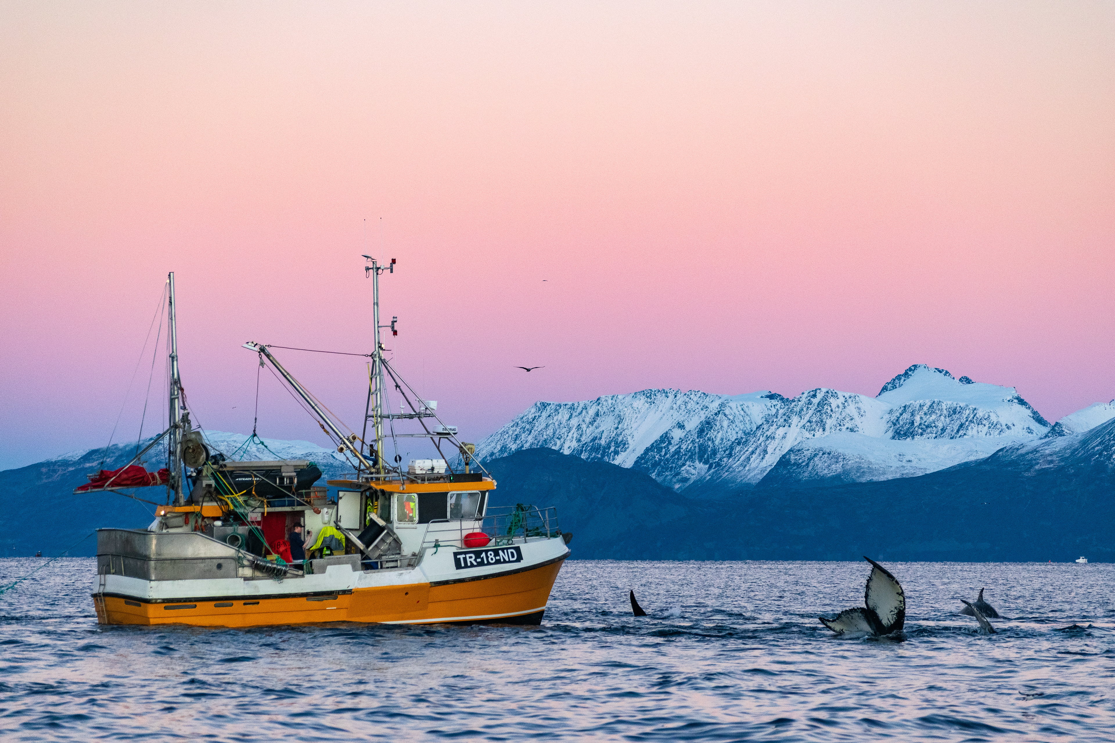 Humpback whales and boat in Skjervoy, Norway