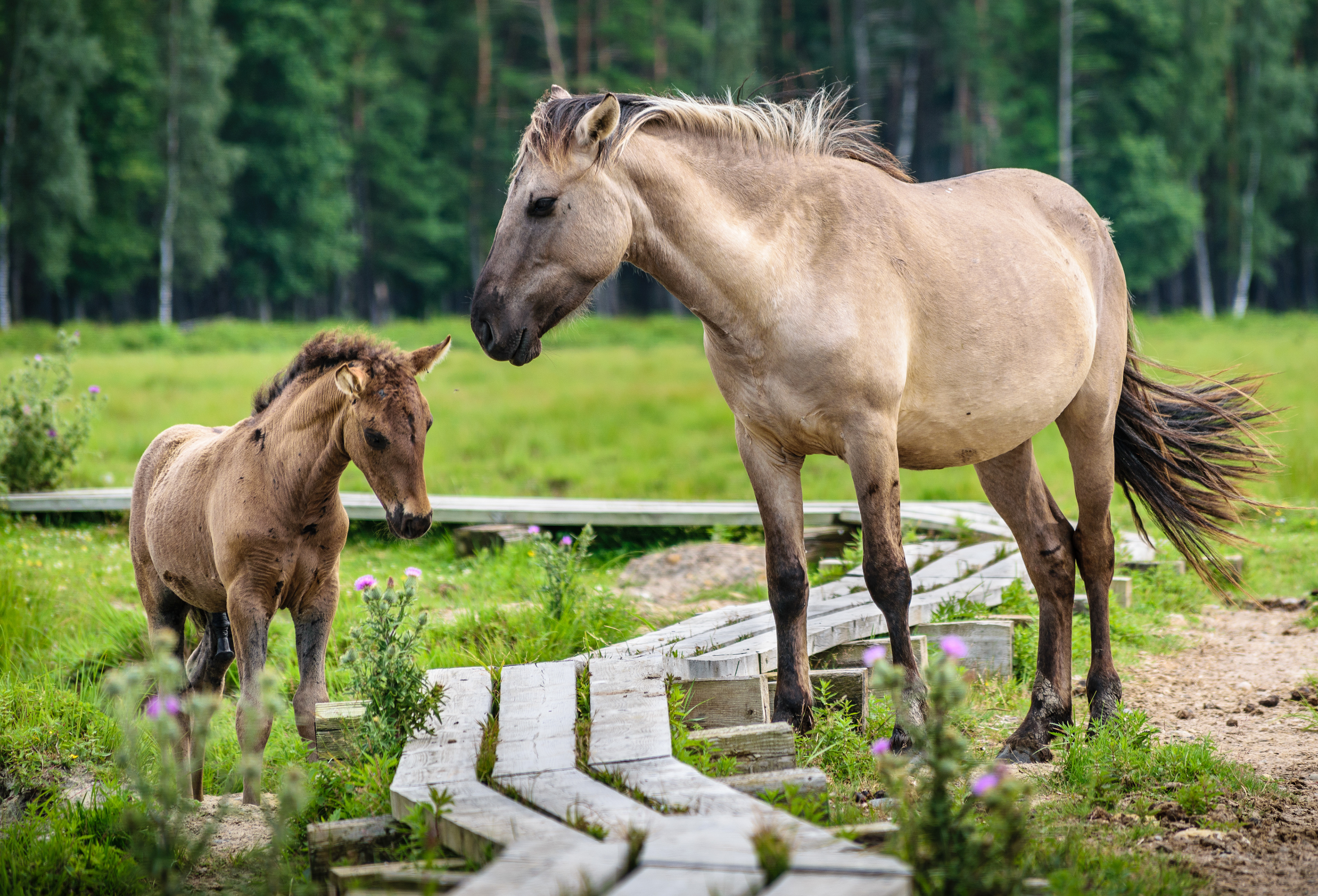 Wild horses and foal