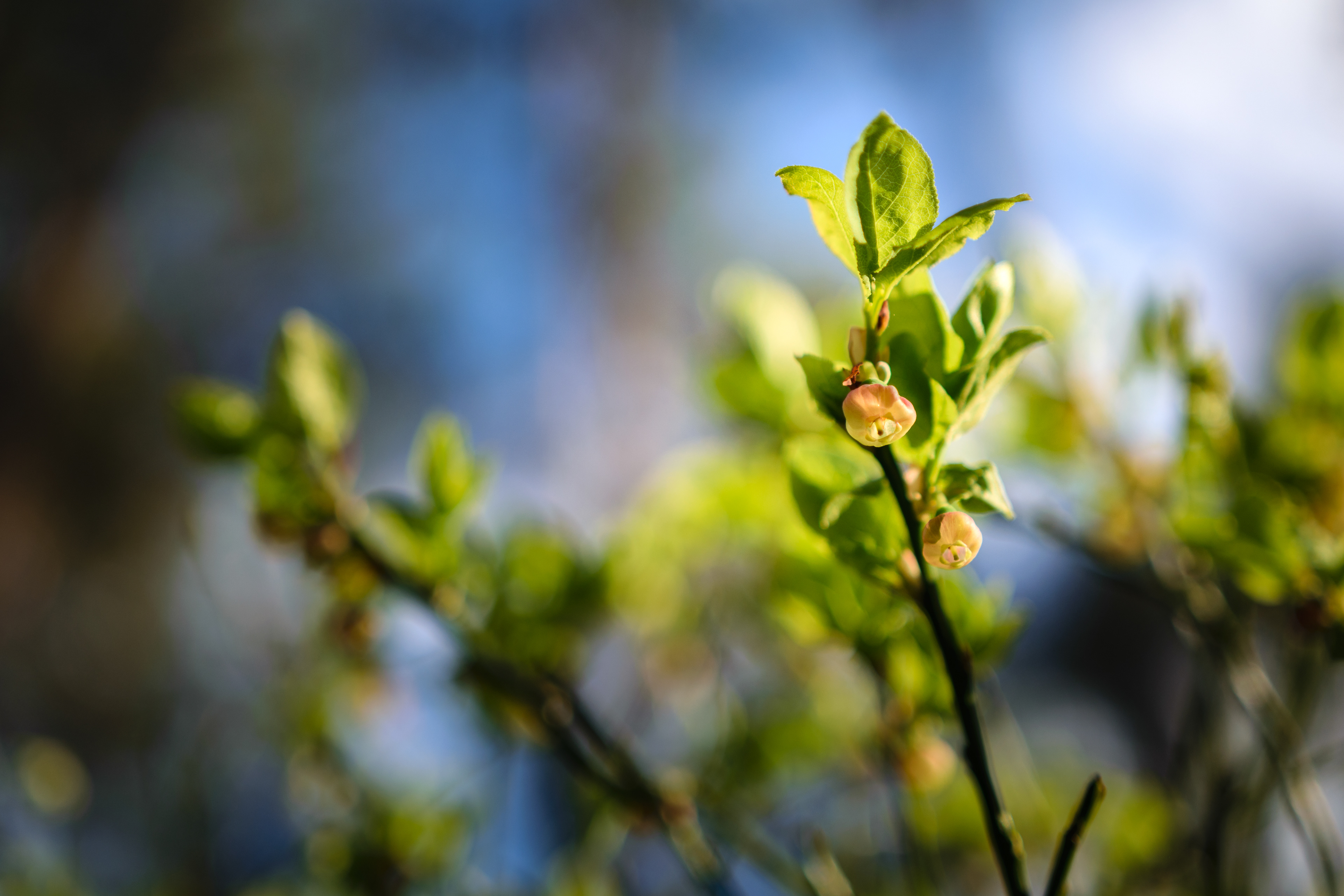 Forming blueberry in woodland