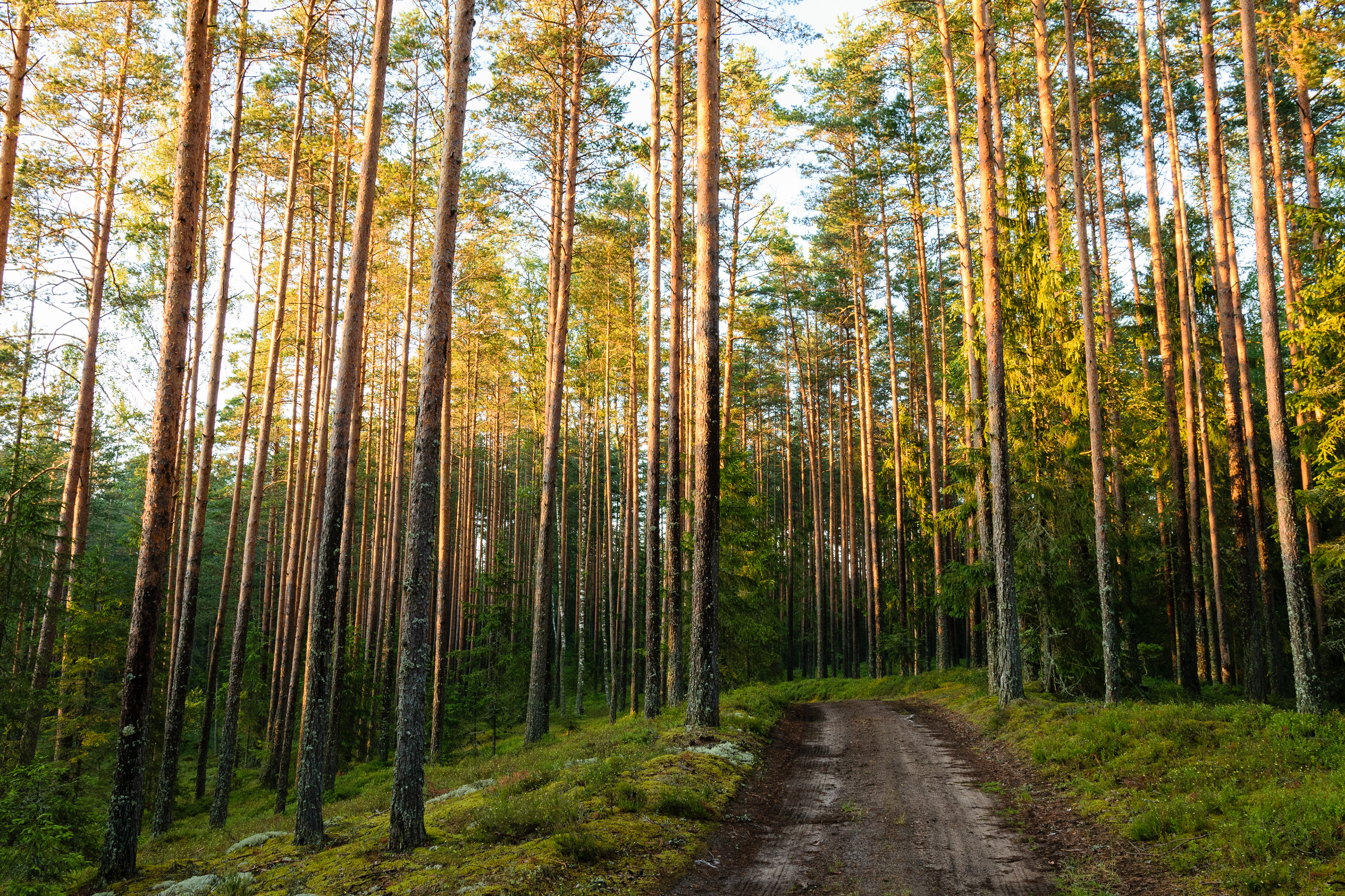 Pine tree woodland and road