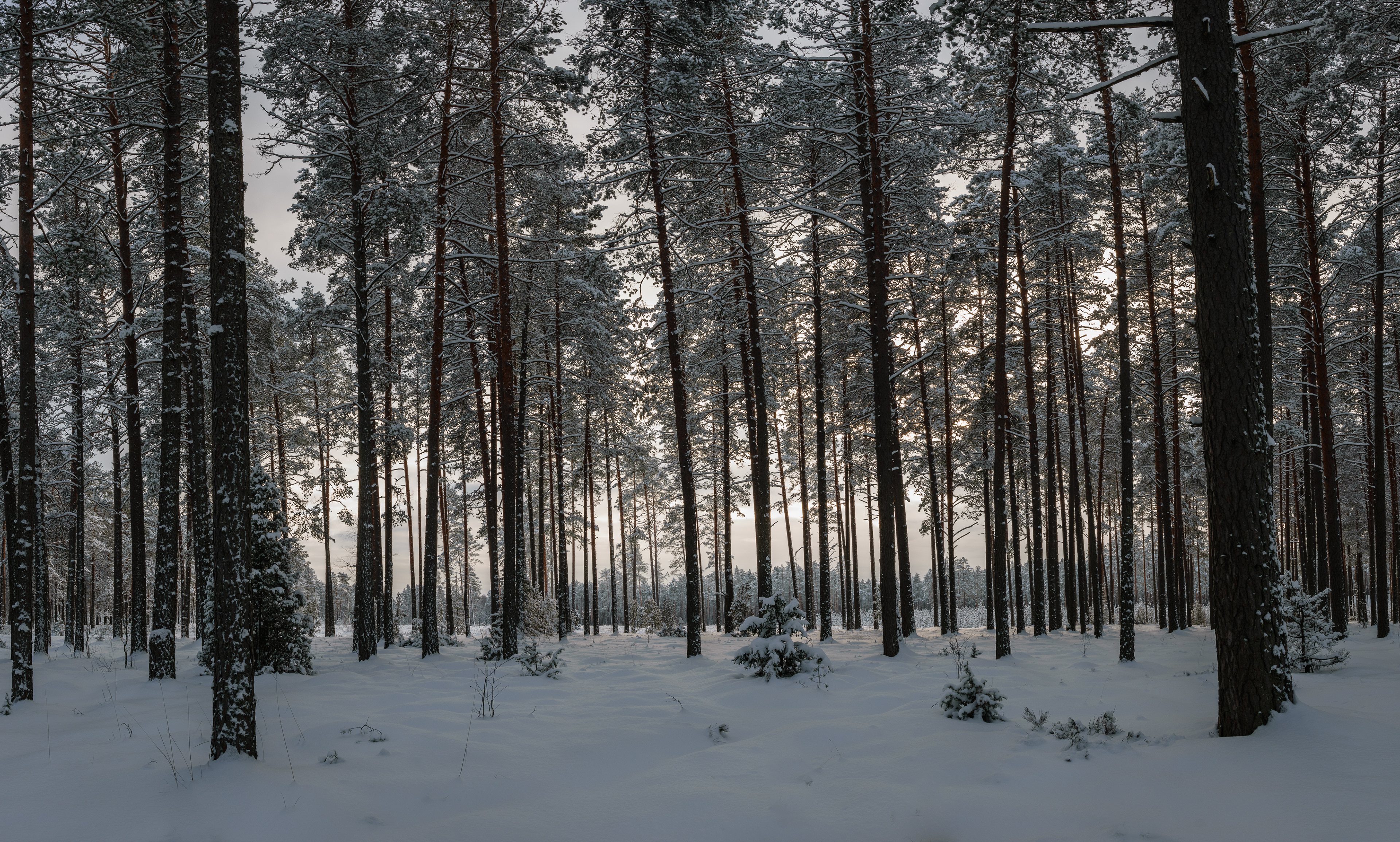 Snowy pine tree woodland in winter