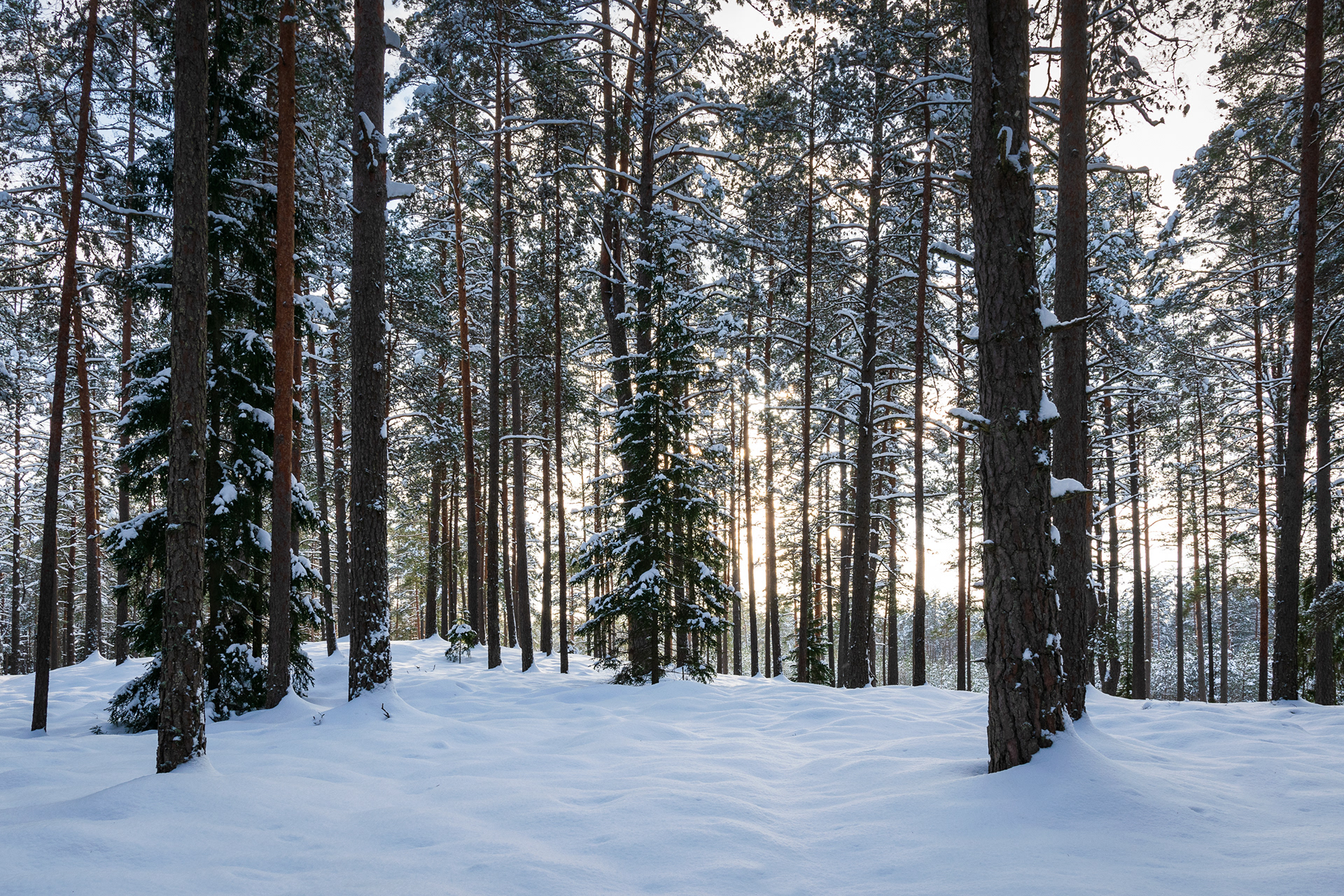 Snow covered woodland photo