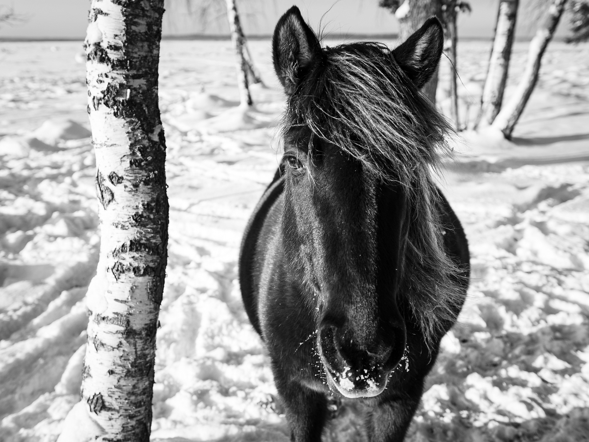 Wild Horse in winter photo