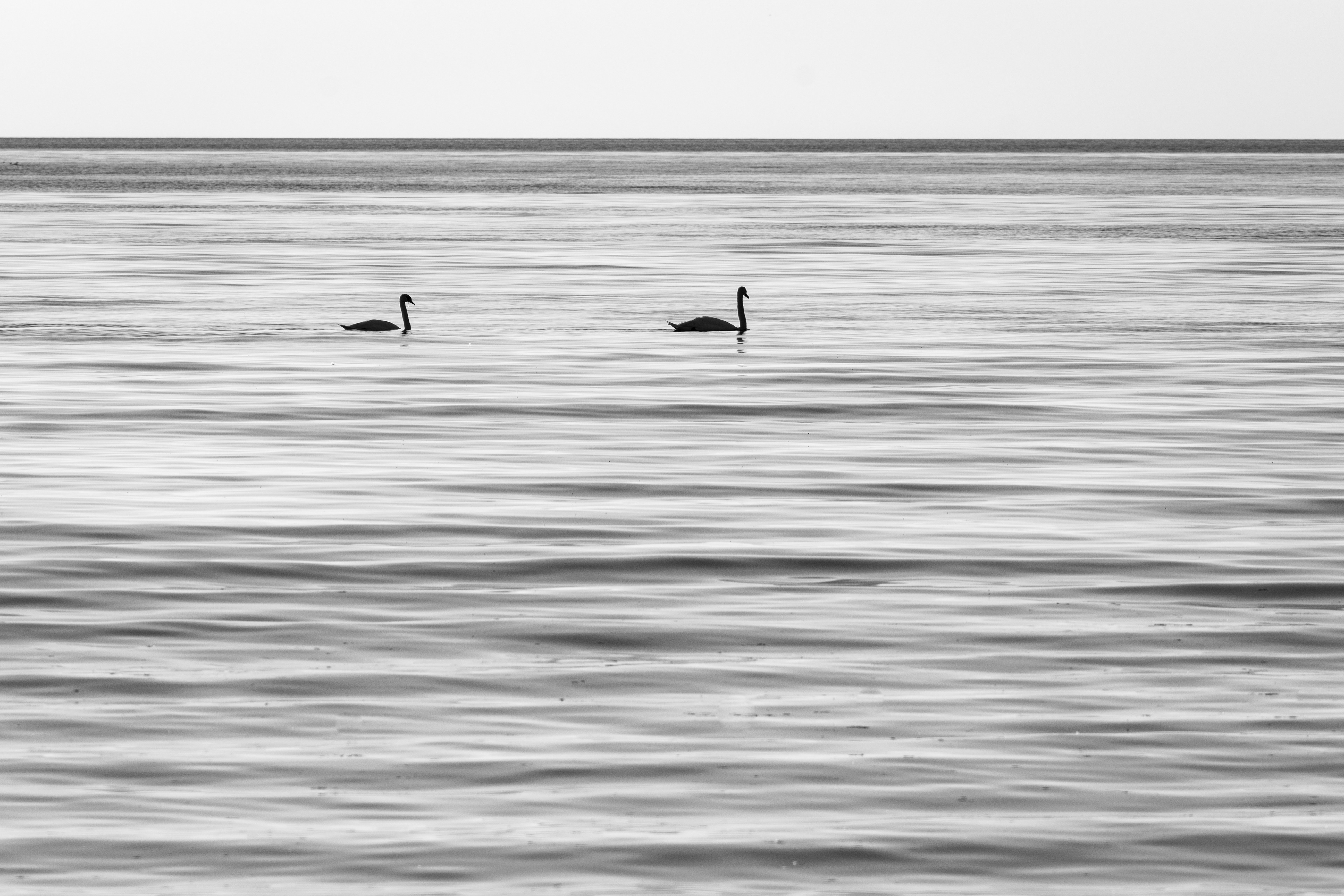 Black and white photo of the swans in the sea