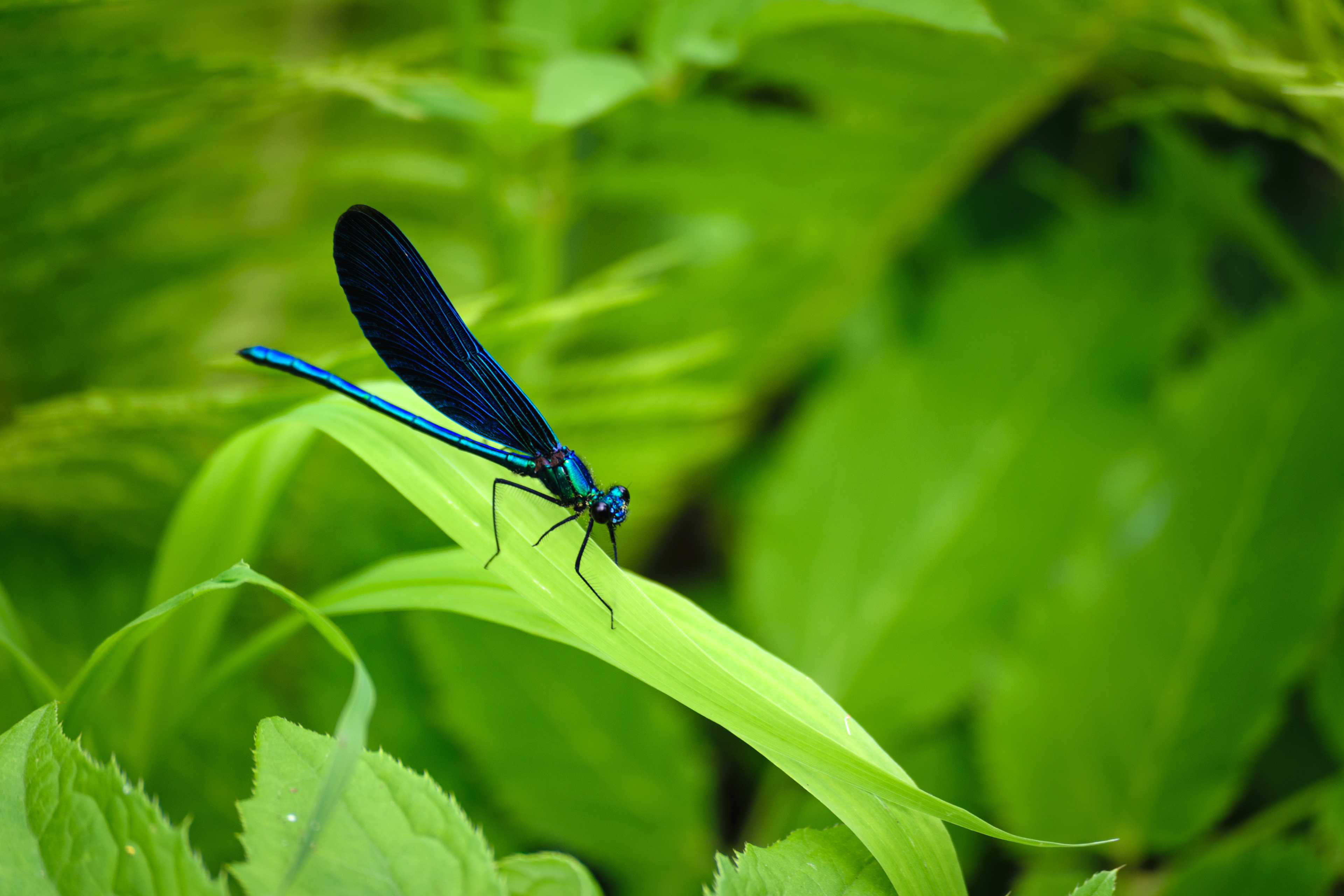 Blue bug, Dragonfly