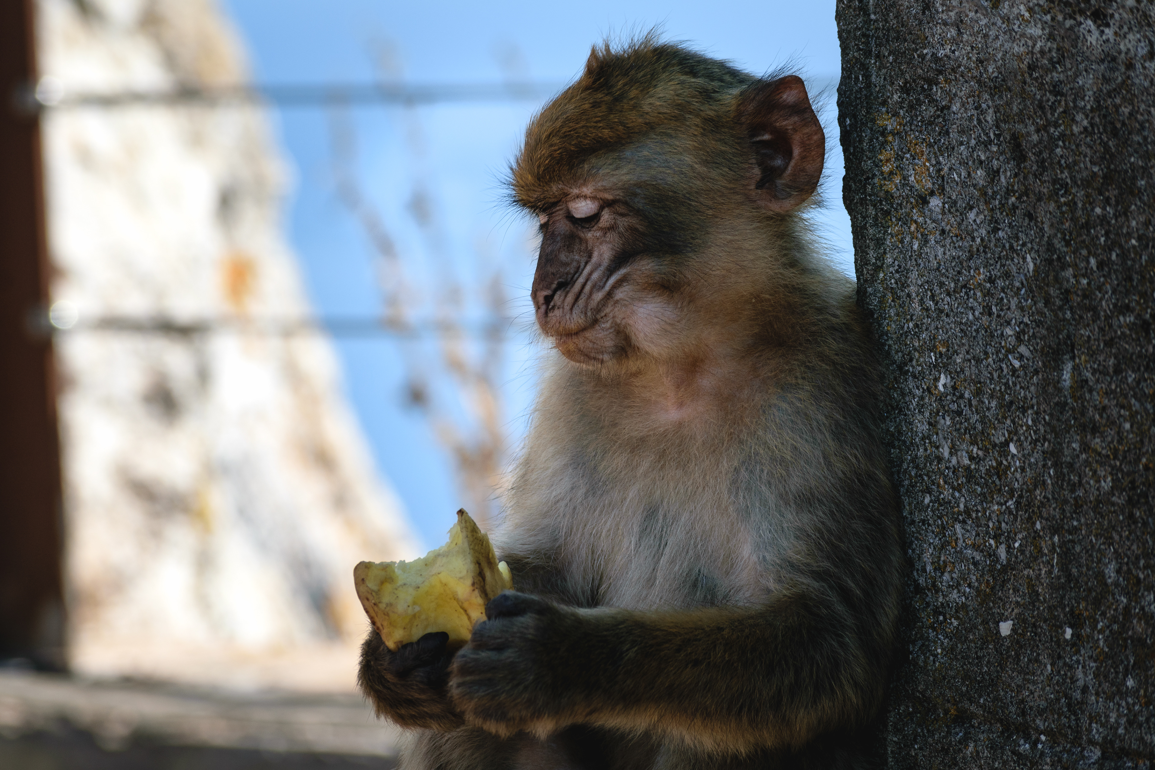 Thoughtful Monkey eating in Gibraltar