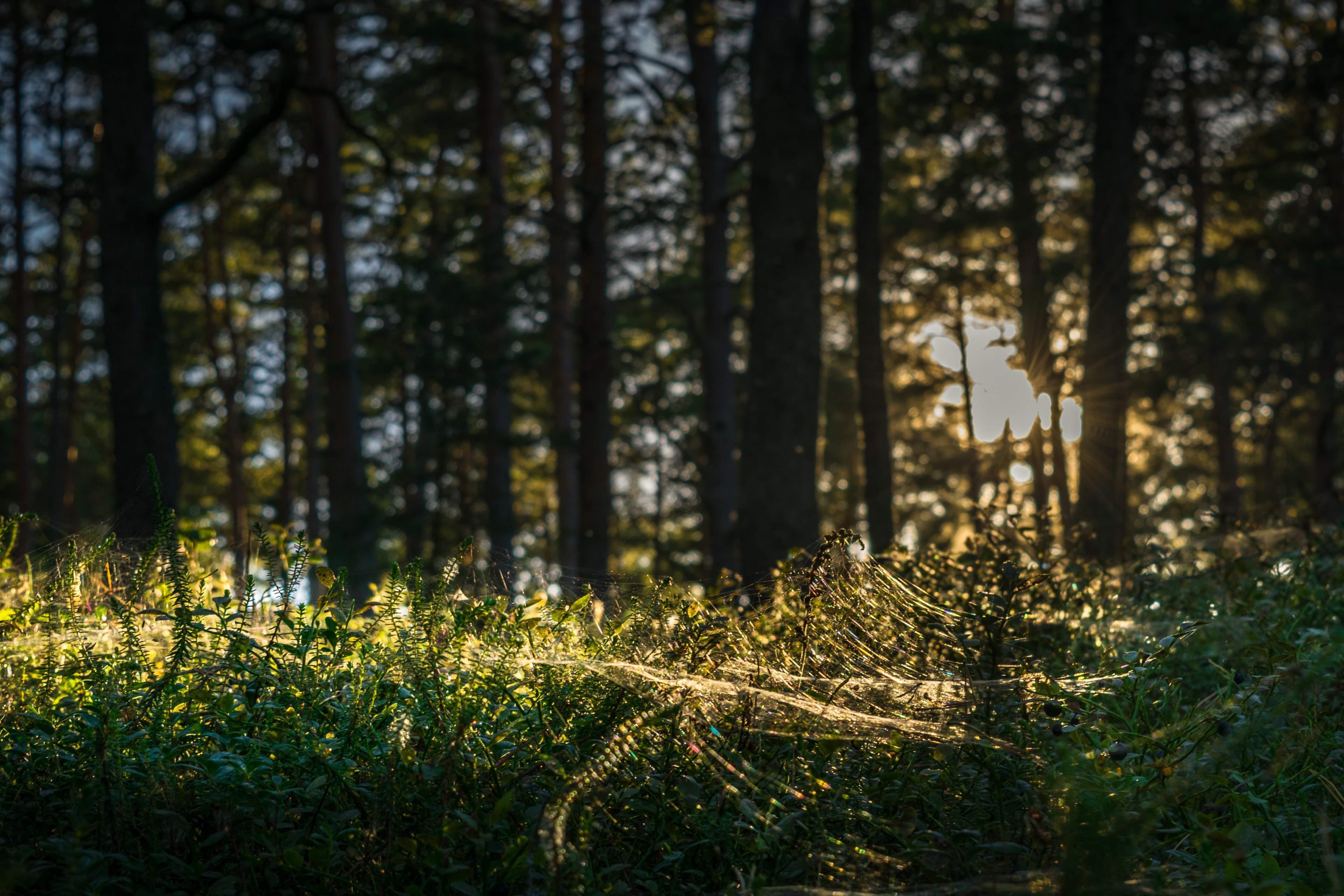 Sunlit woodland vegetation