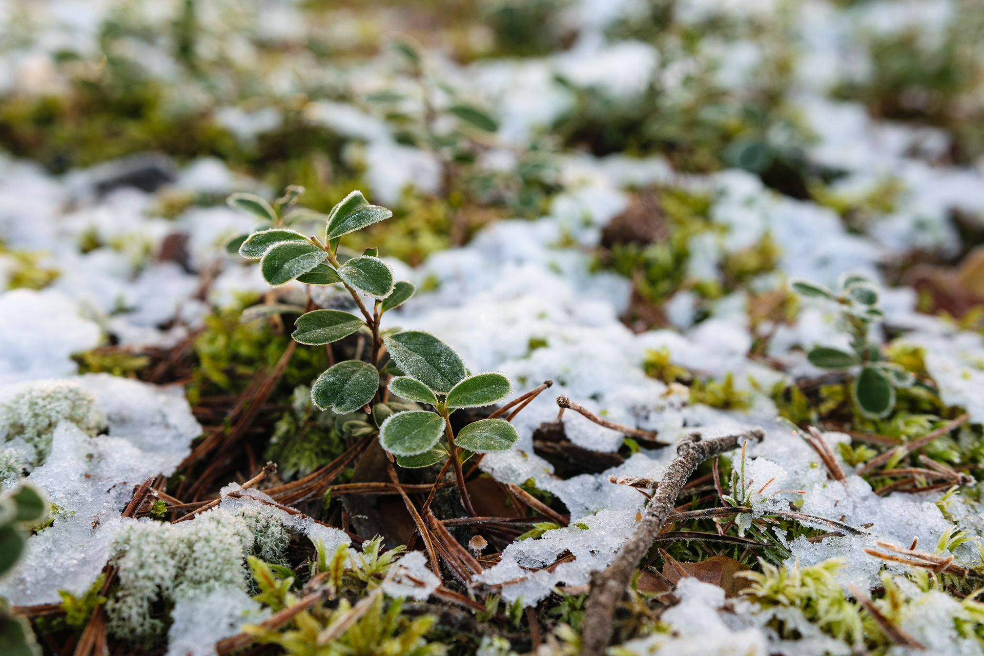 Frozen blueberry leaves in the forest