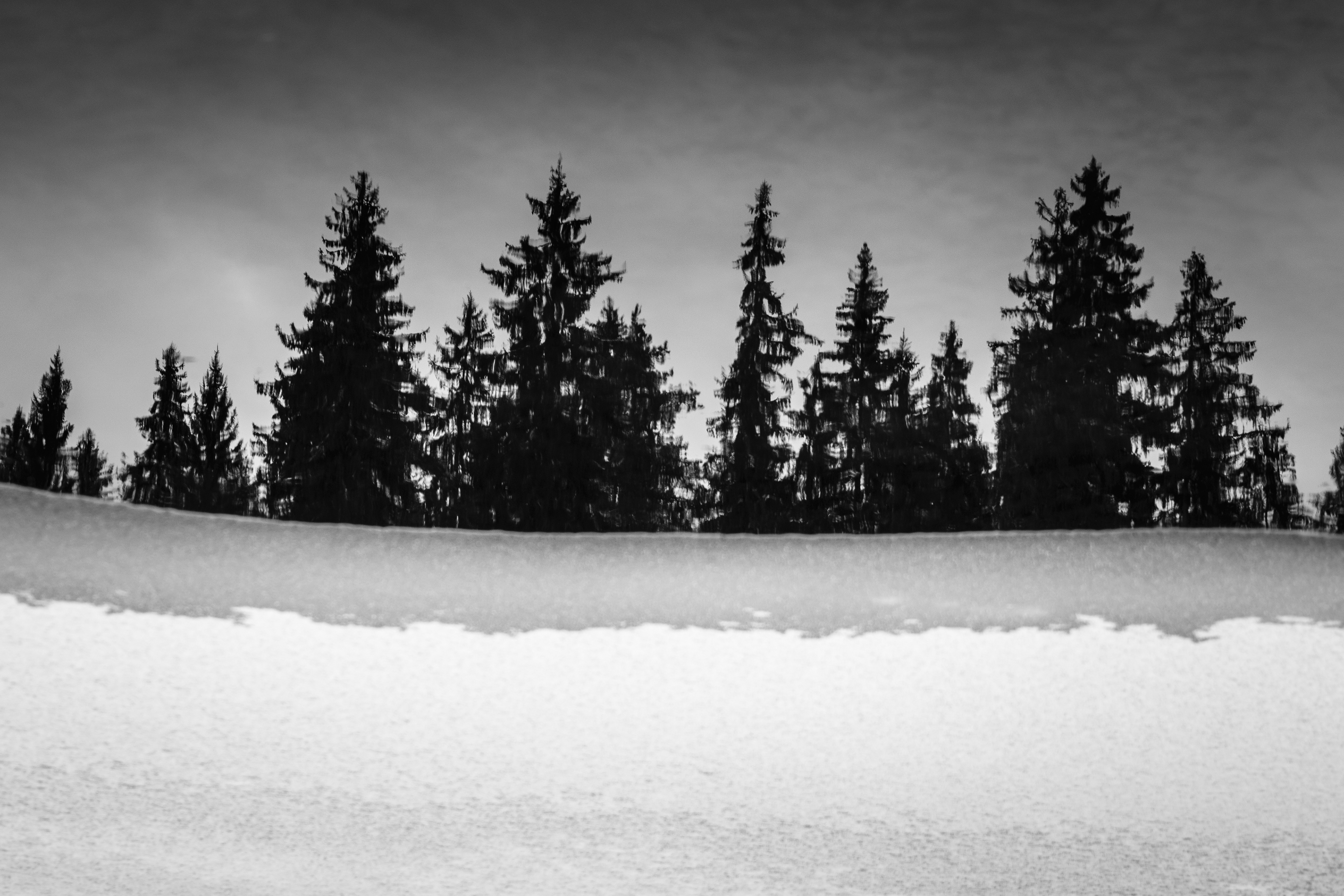 Spruce reflection in water during winter