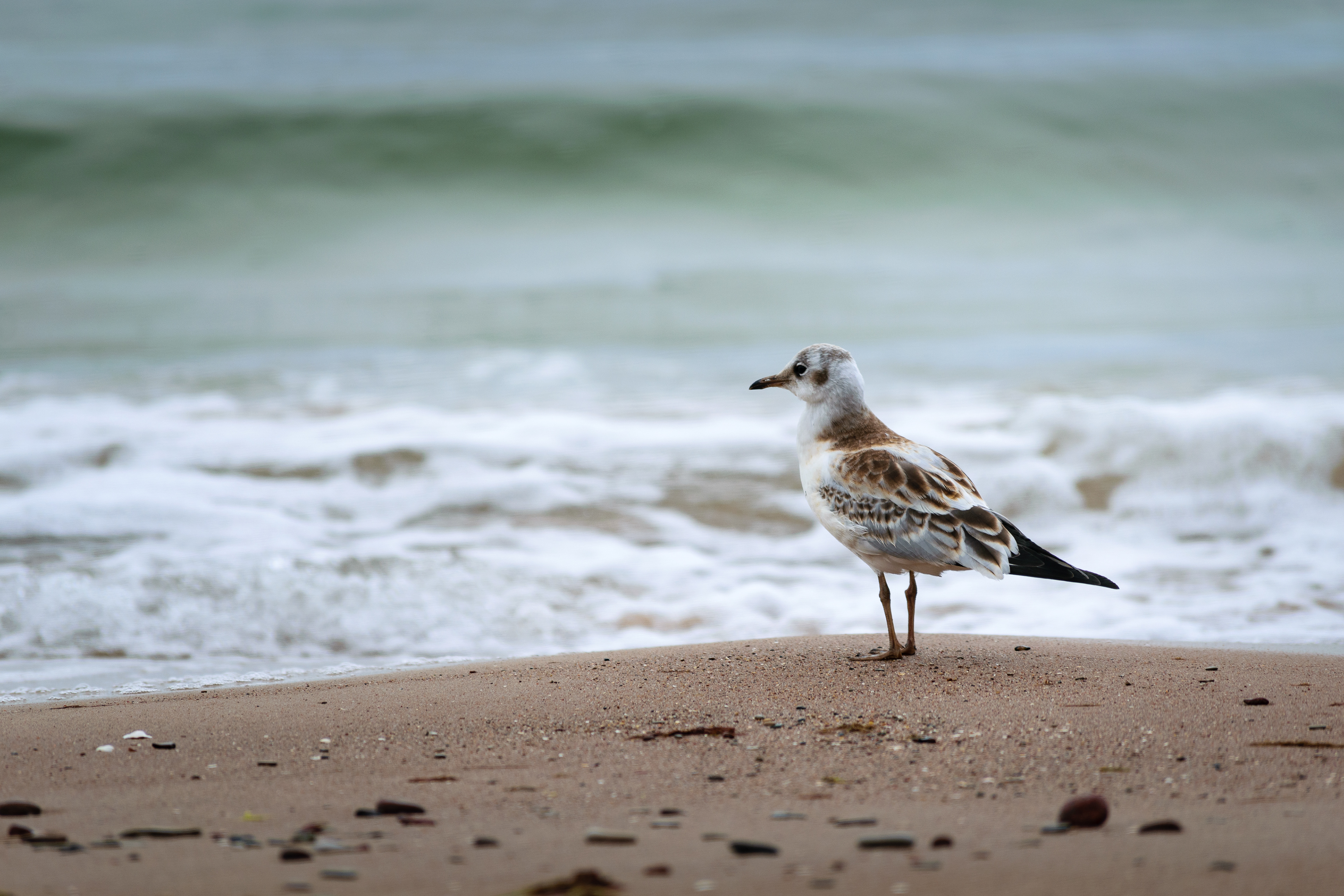 Thoughtful Seabird on the beach