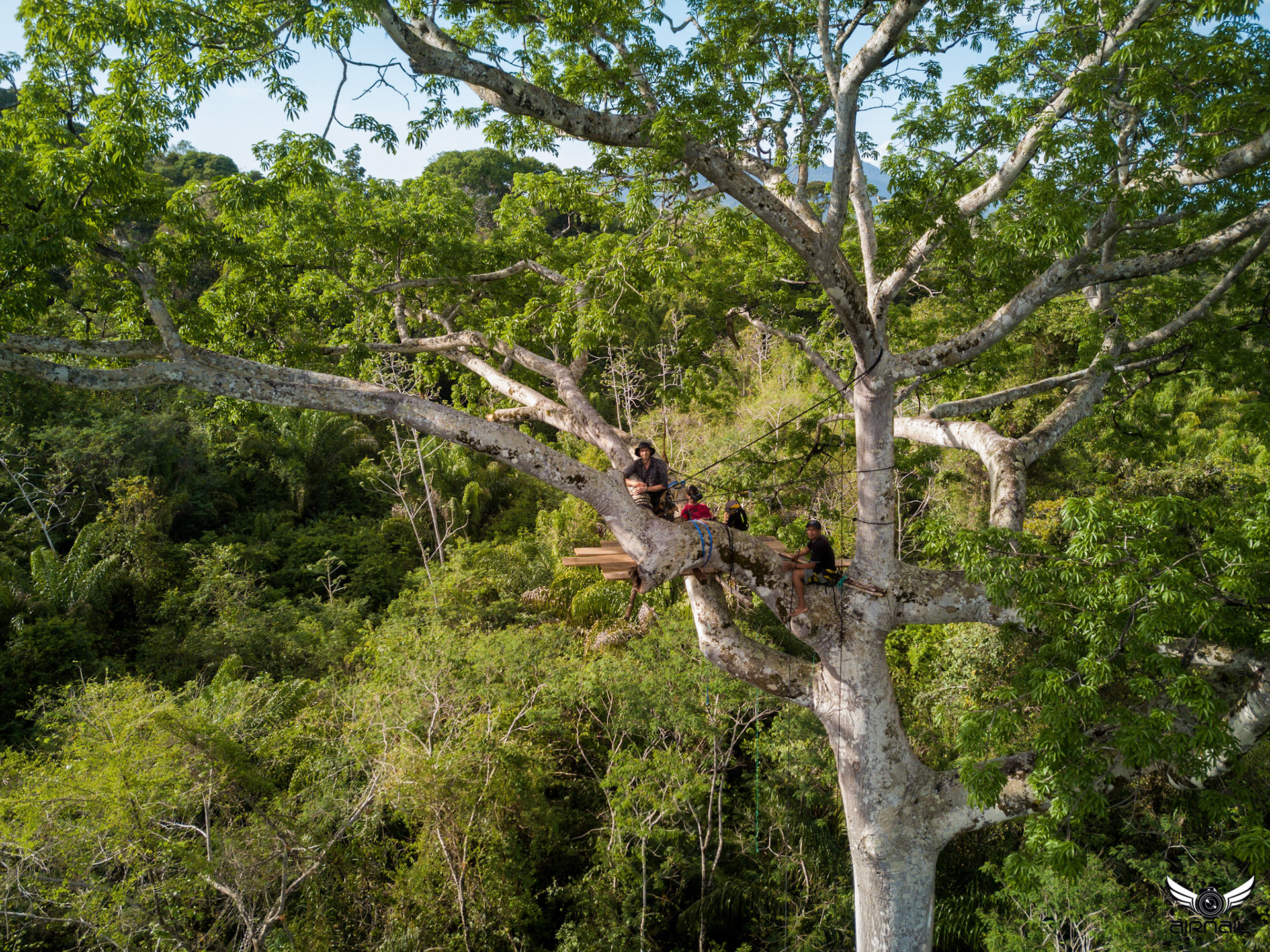Treetop-Droning