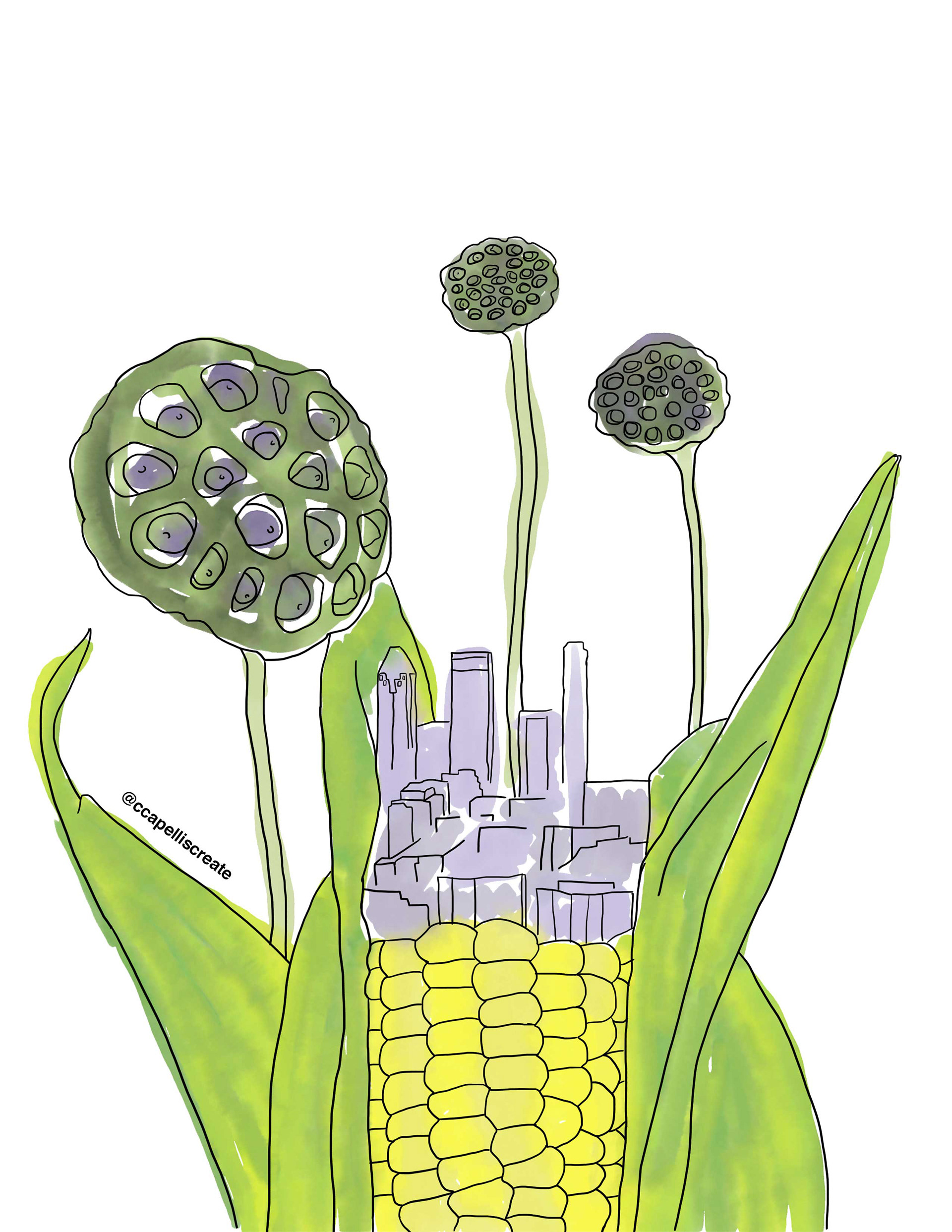 October 8 - Montreal, Corn, Lotus Pods