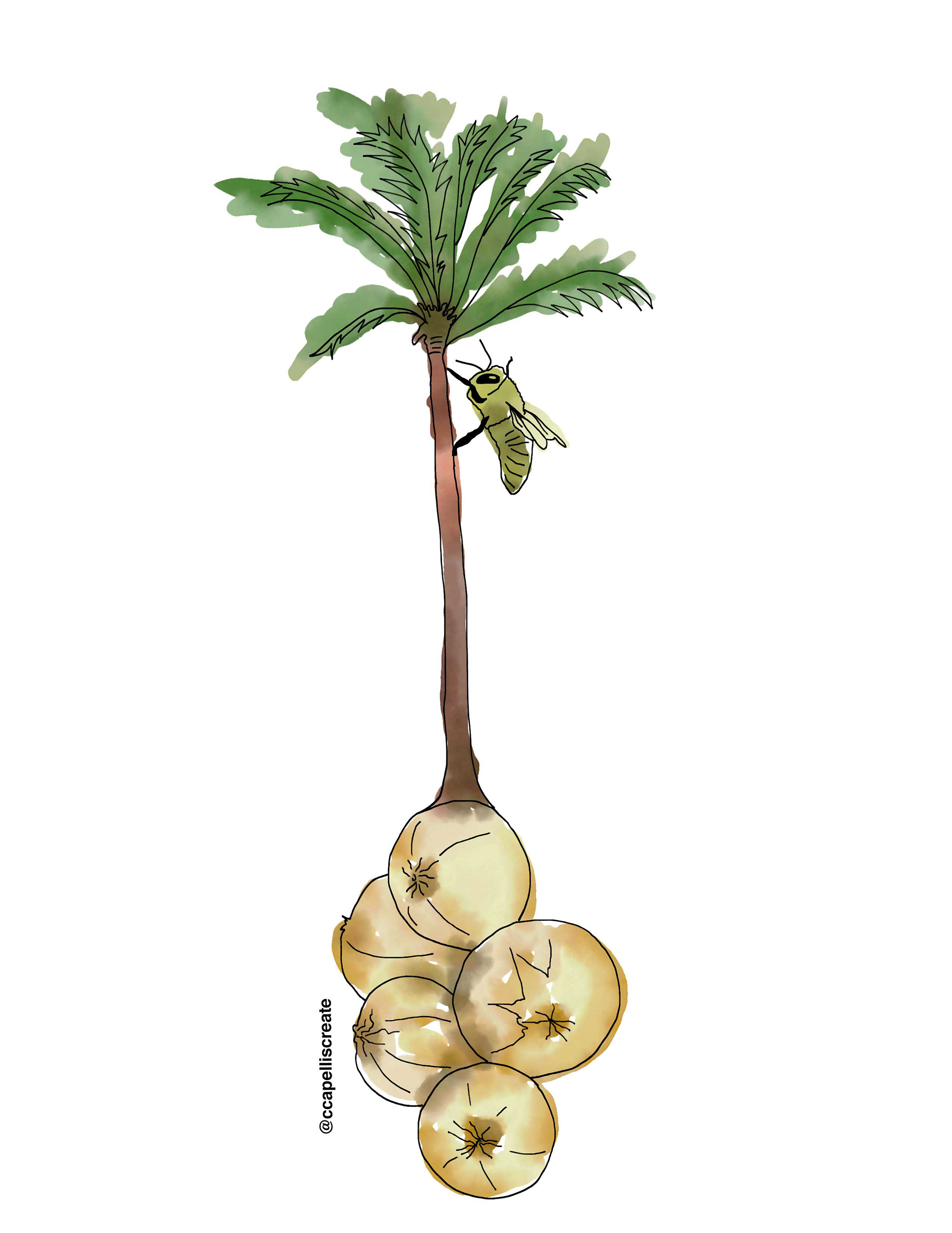 October 24 - Los Angeles, Onions, Bee