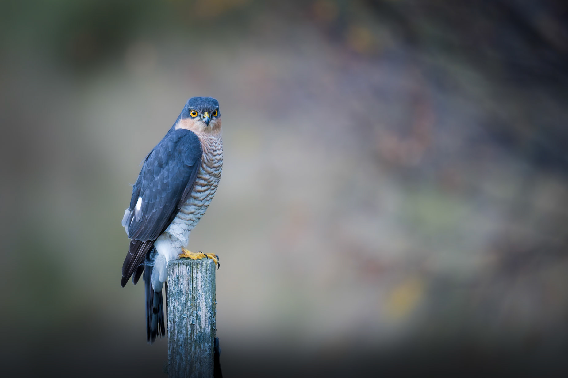 Sparrowhawk