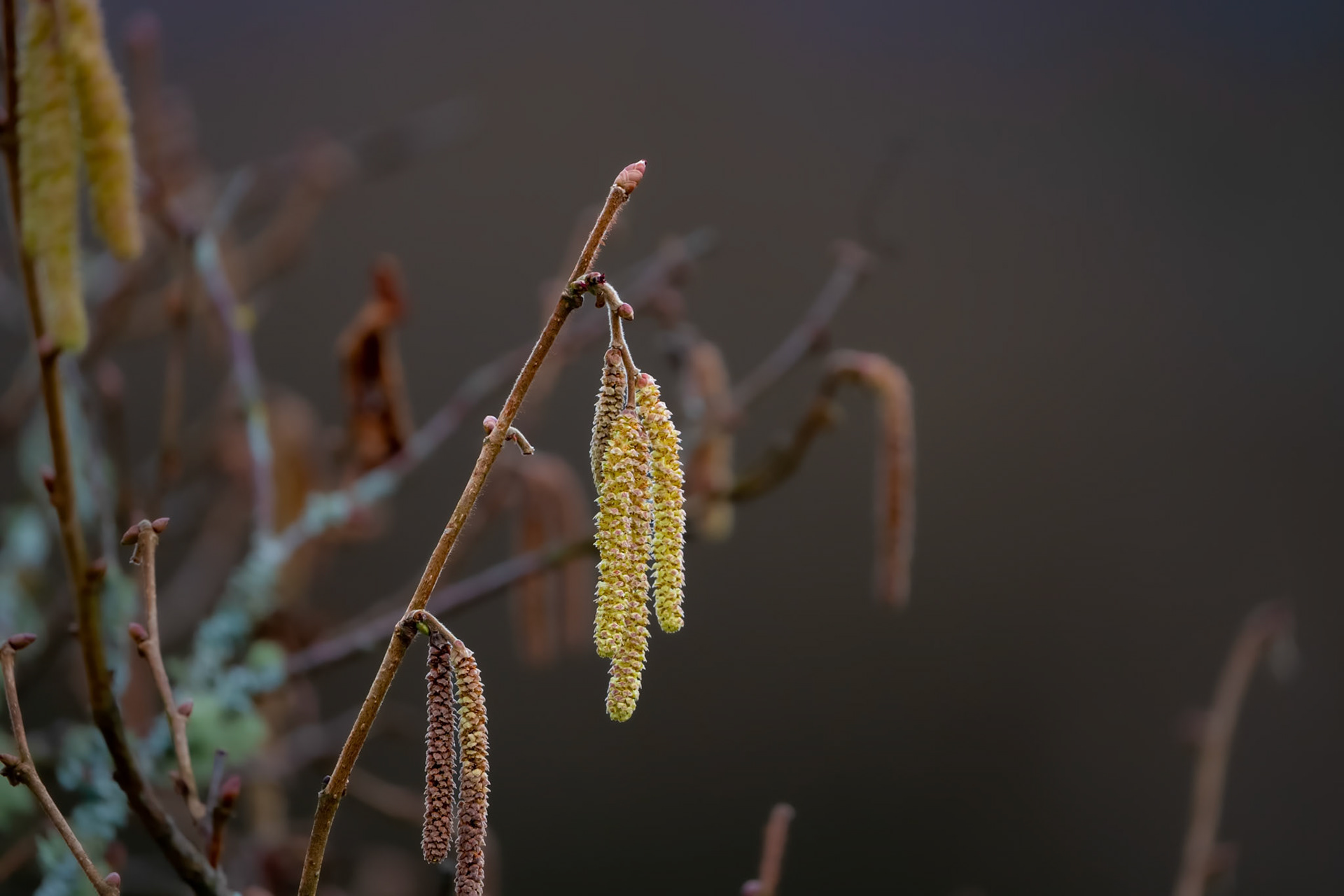 Hazel catkins
