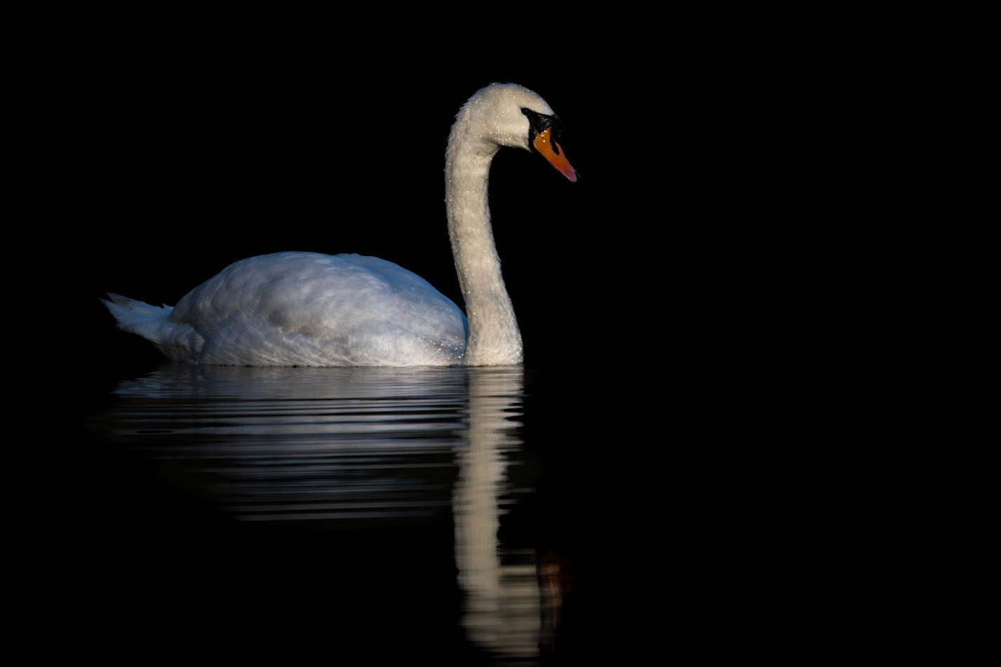 Swan