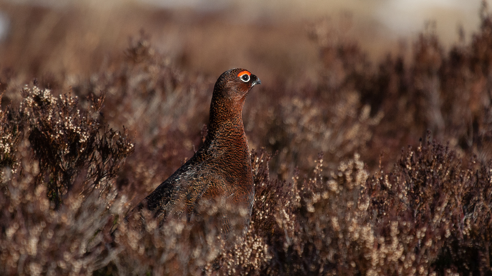 Red Grouse