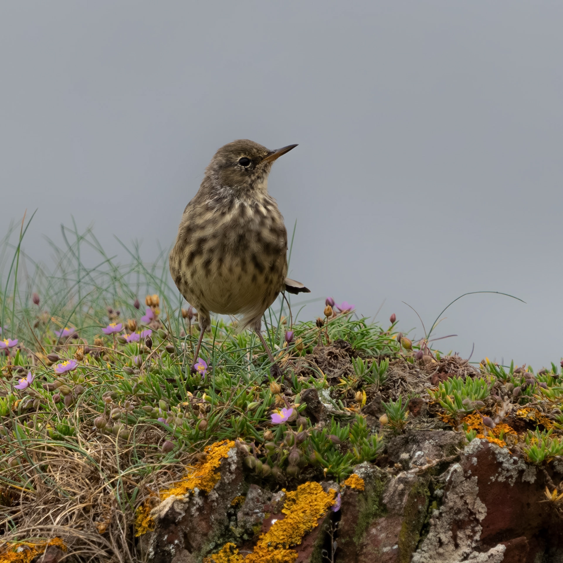 Rock Pippit