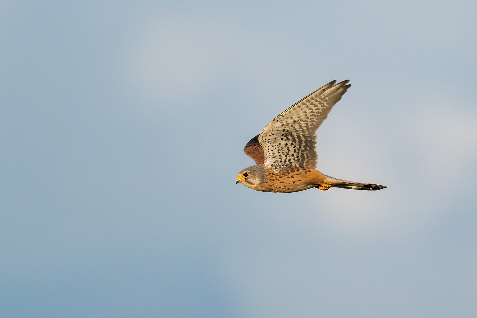 Kestrel