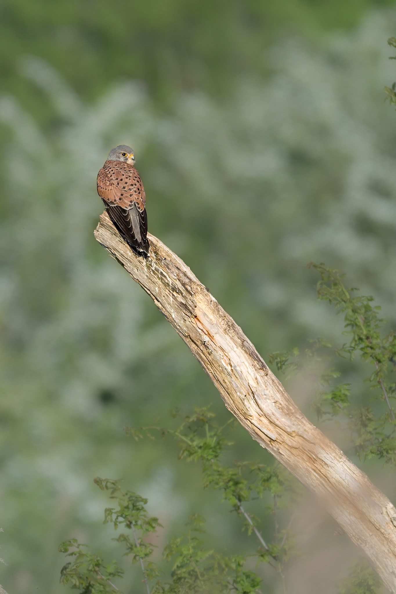 Kestrel