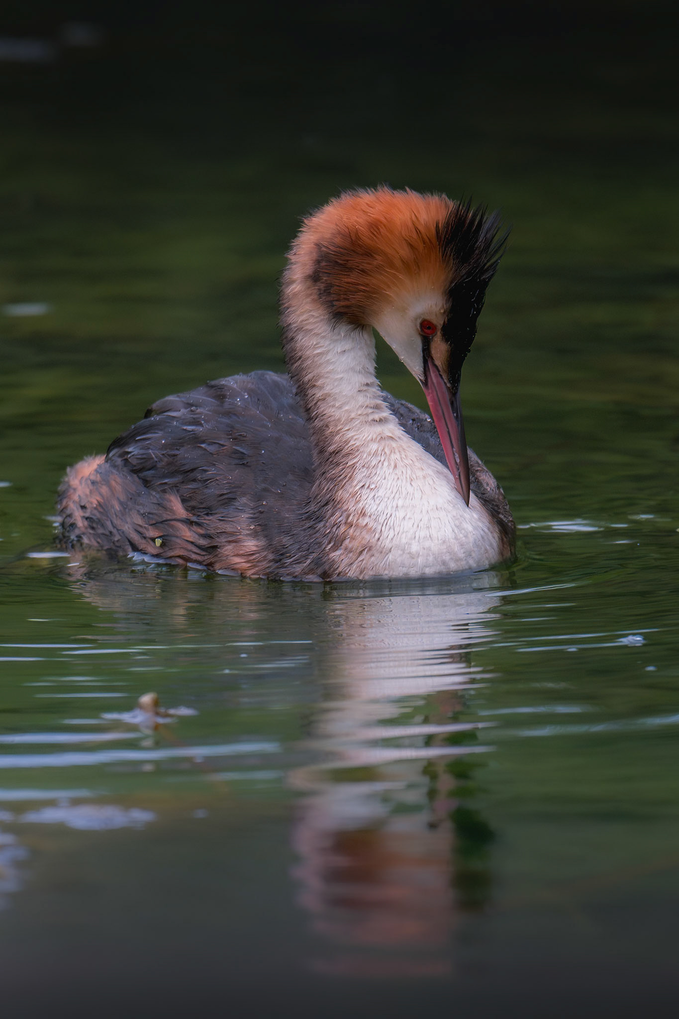 Great Crested Grebe