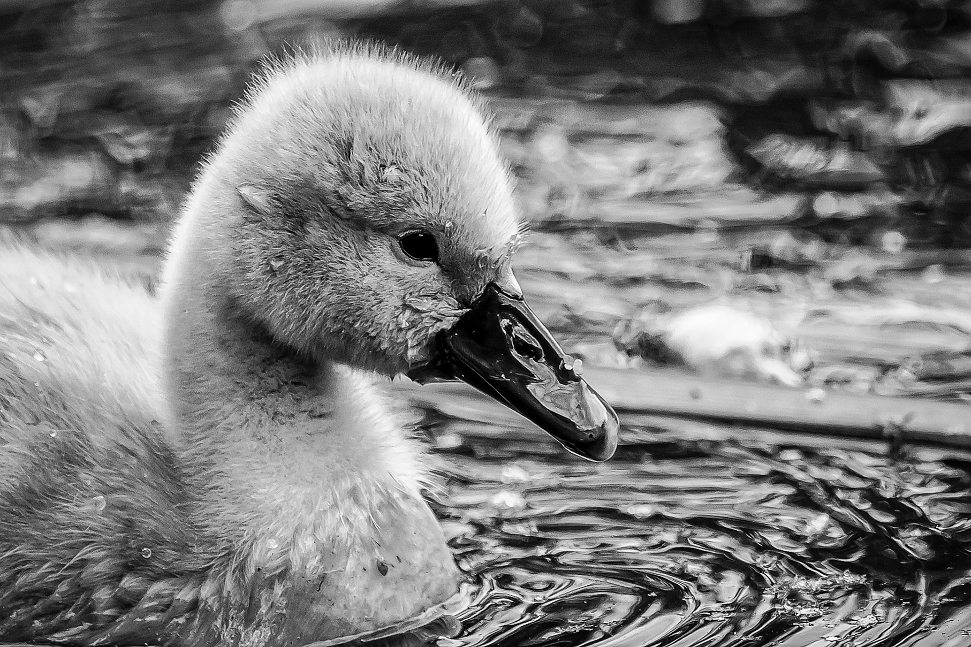 Swan Cygnet