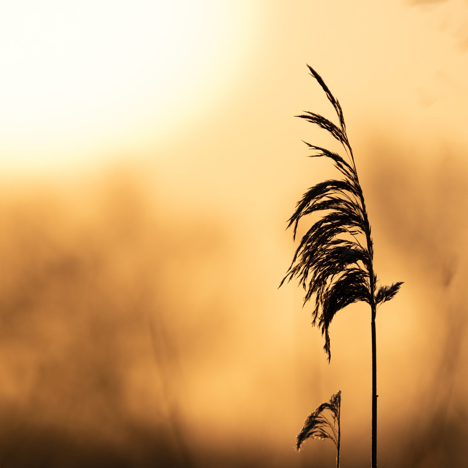 Sunset in the marshes