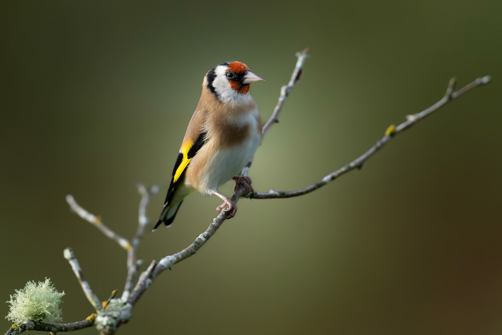 Goldfinch