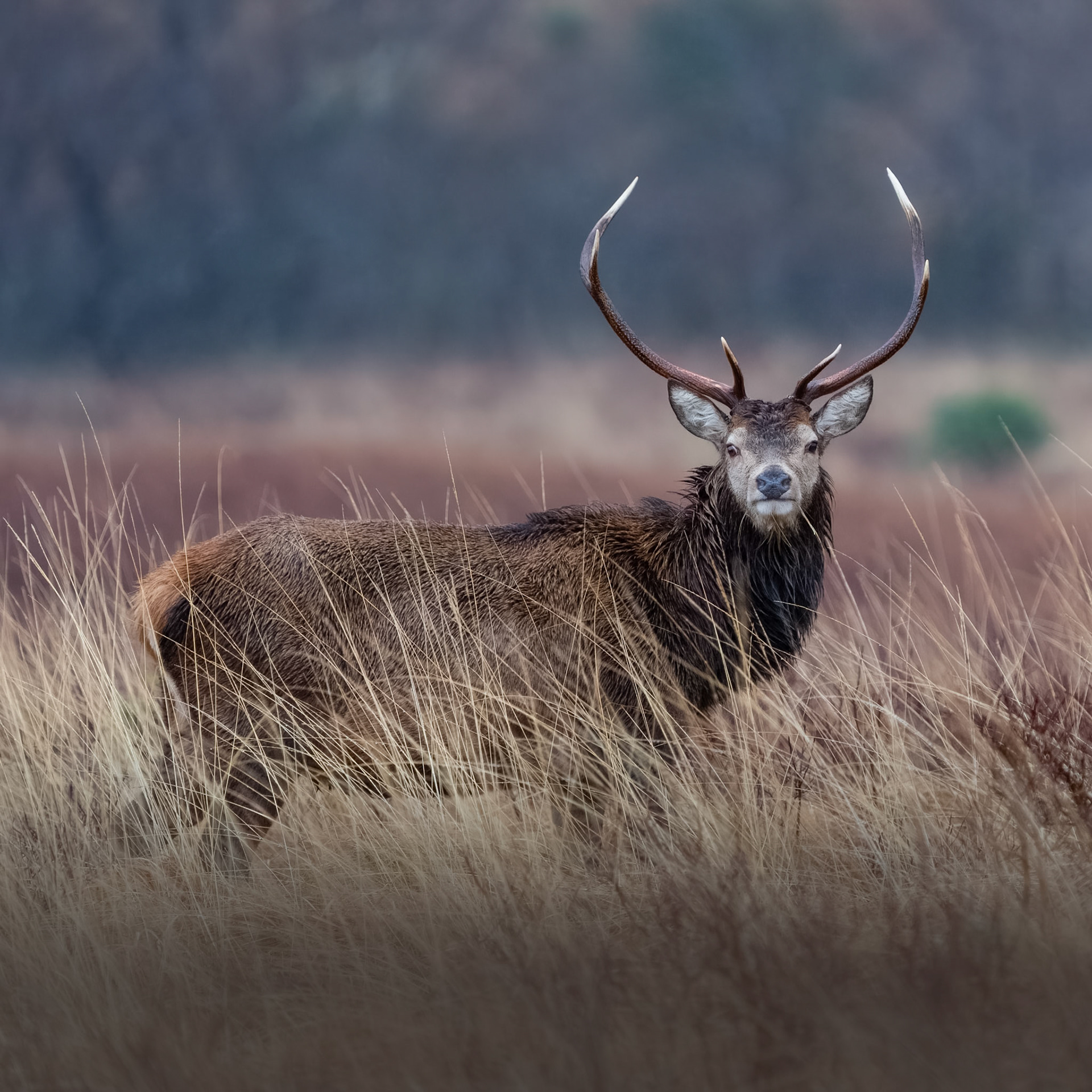 Red Deer Stag