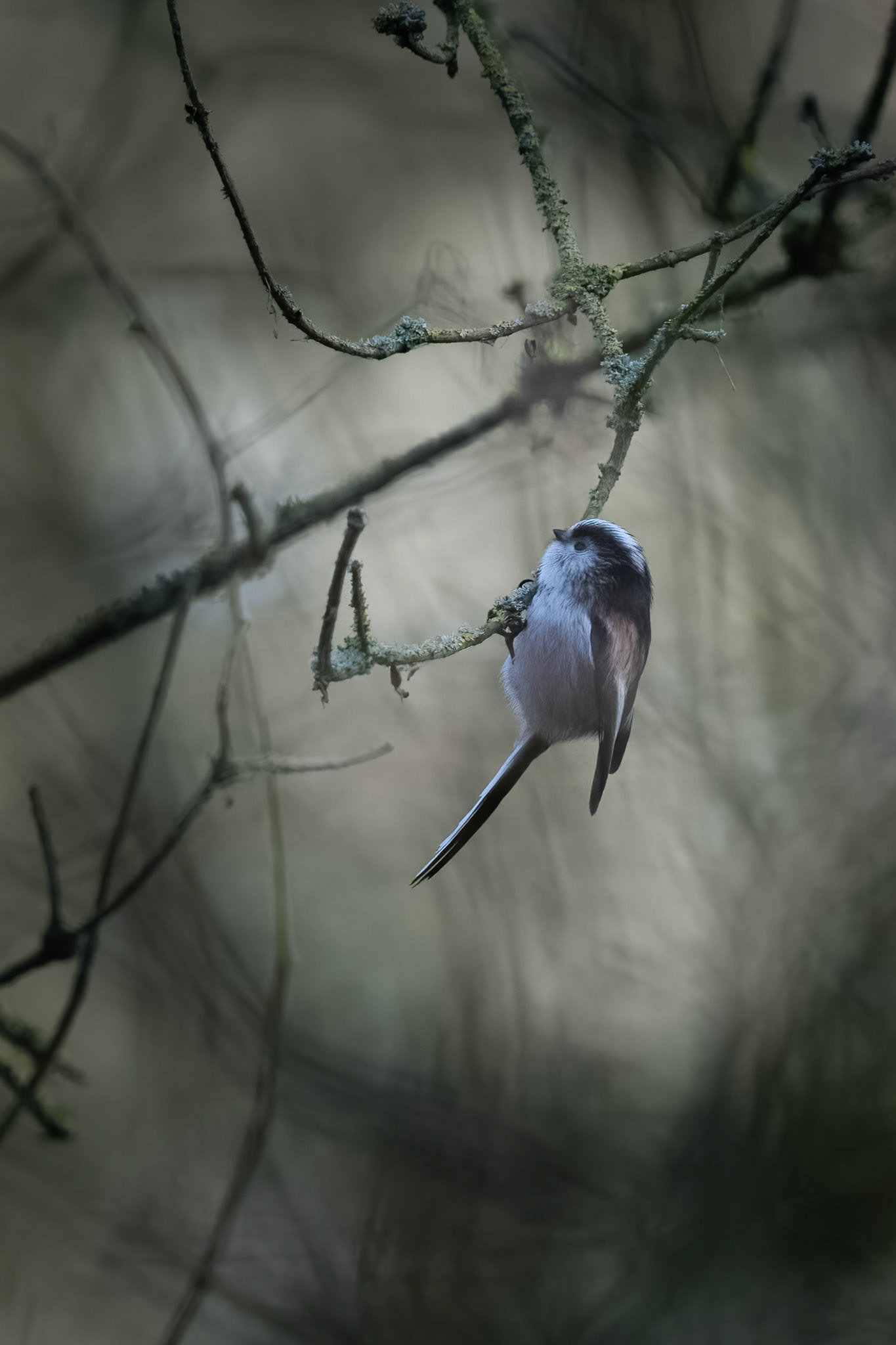 Long Tail Tit