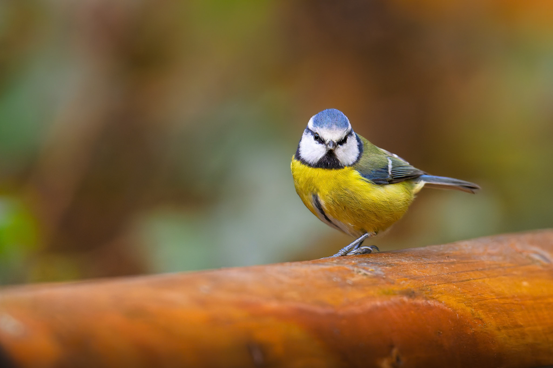 Blue Tit