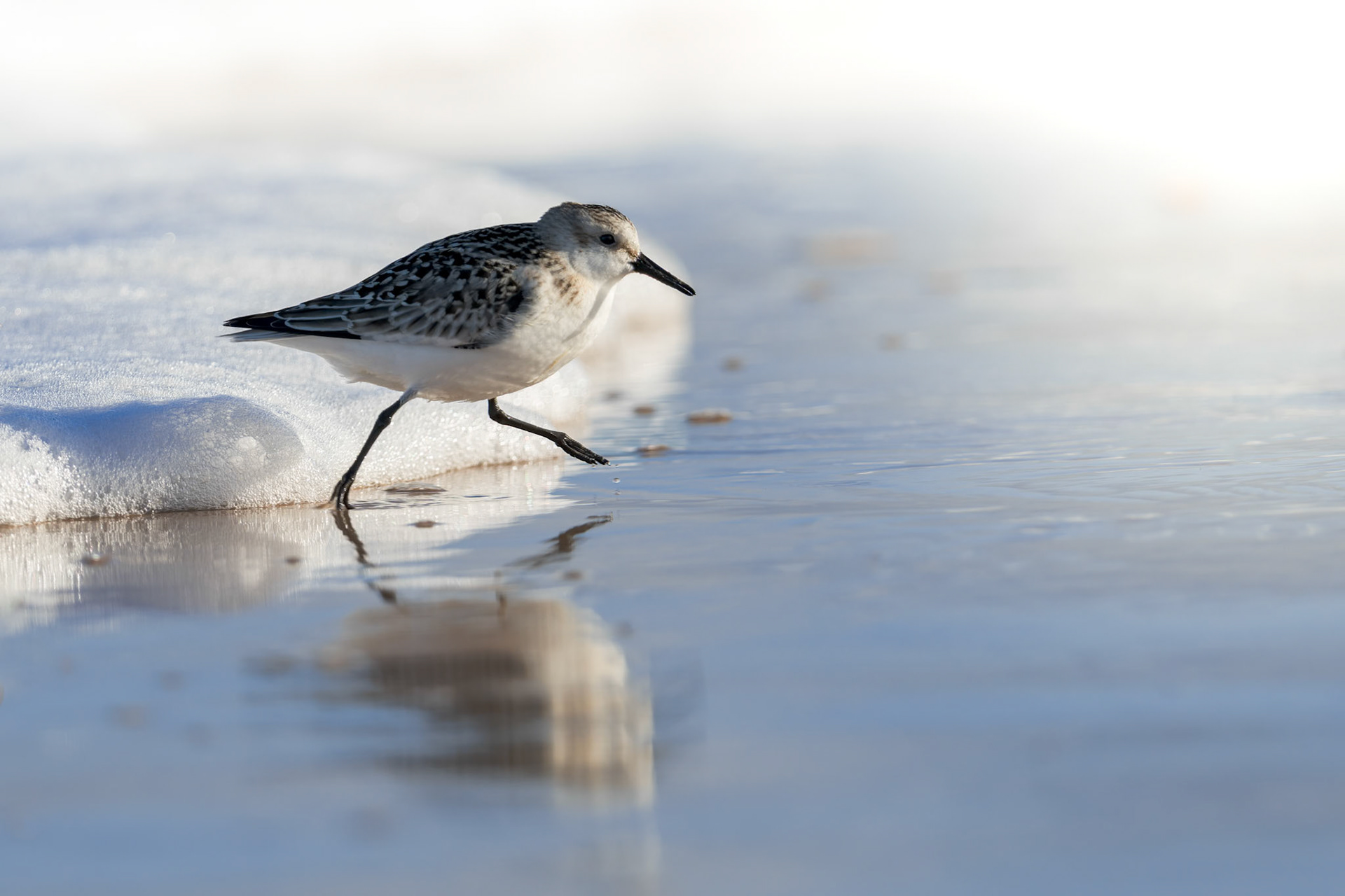 Sanderling (Winter Plumage)