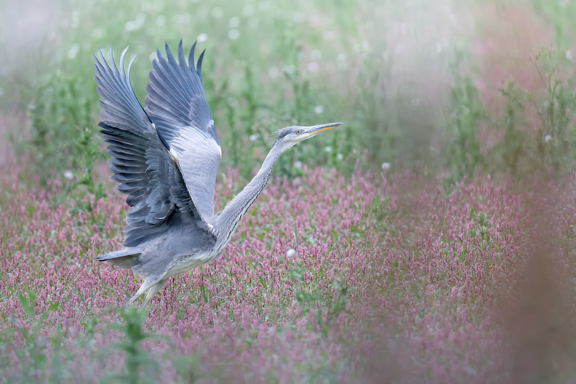 Grey Heron