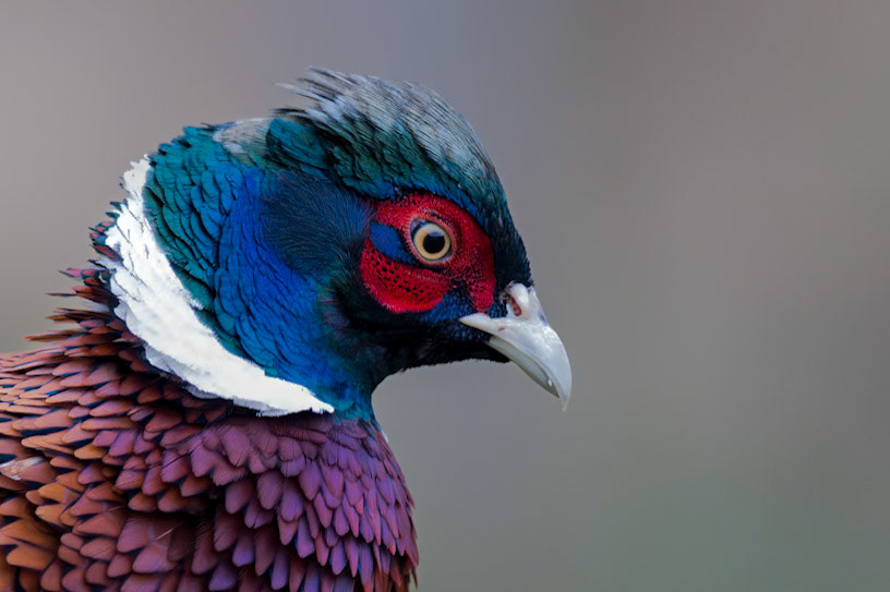 Pheasant