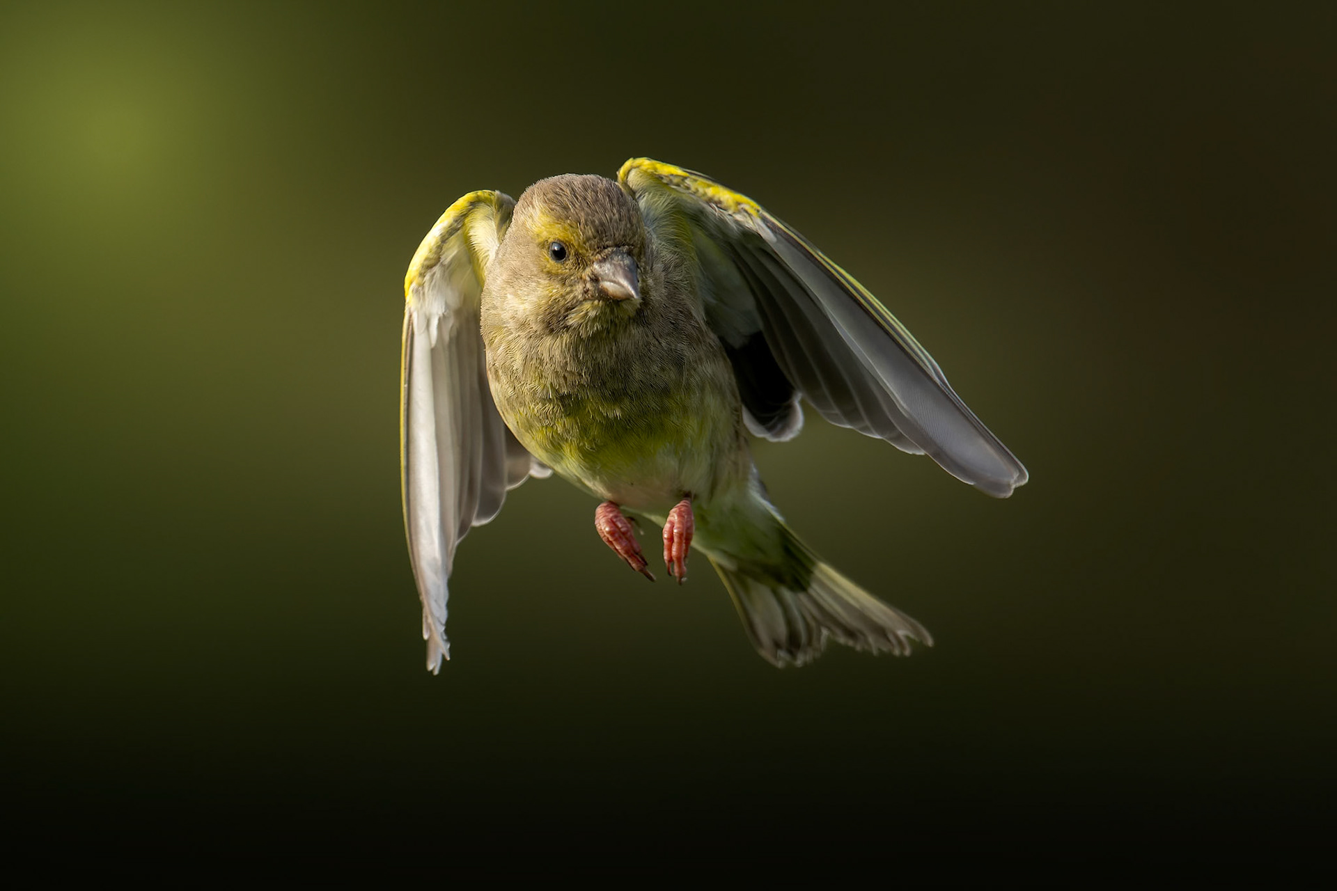 Greenfinch