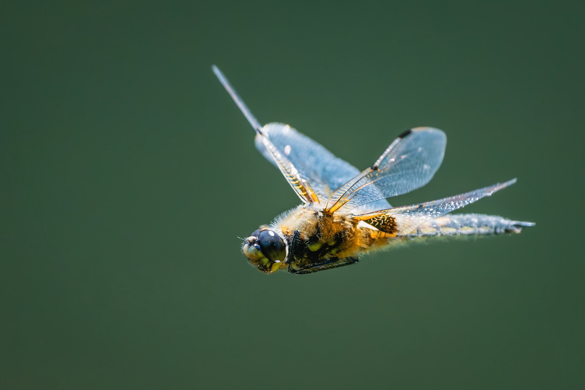 Four Spotted Chaser Dragonfly
